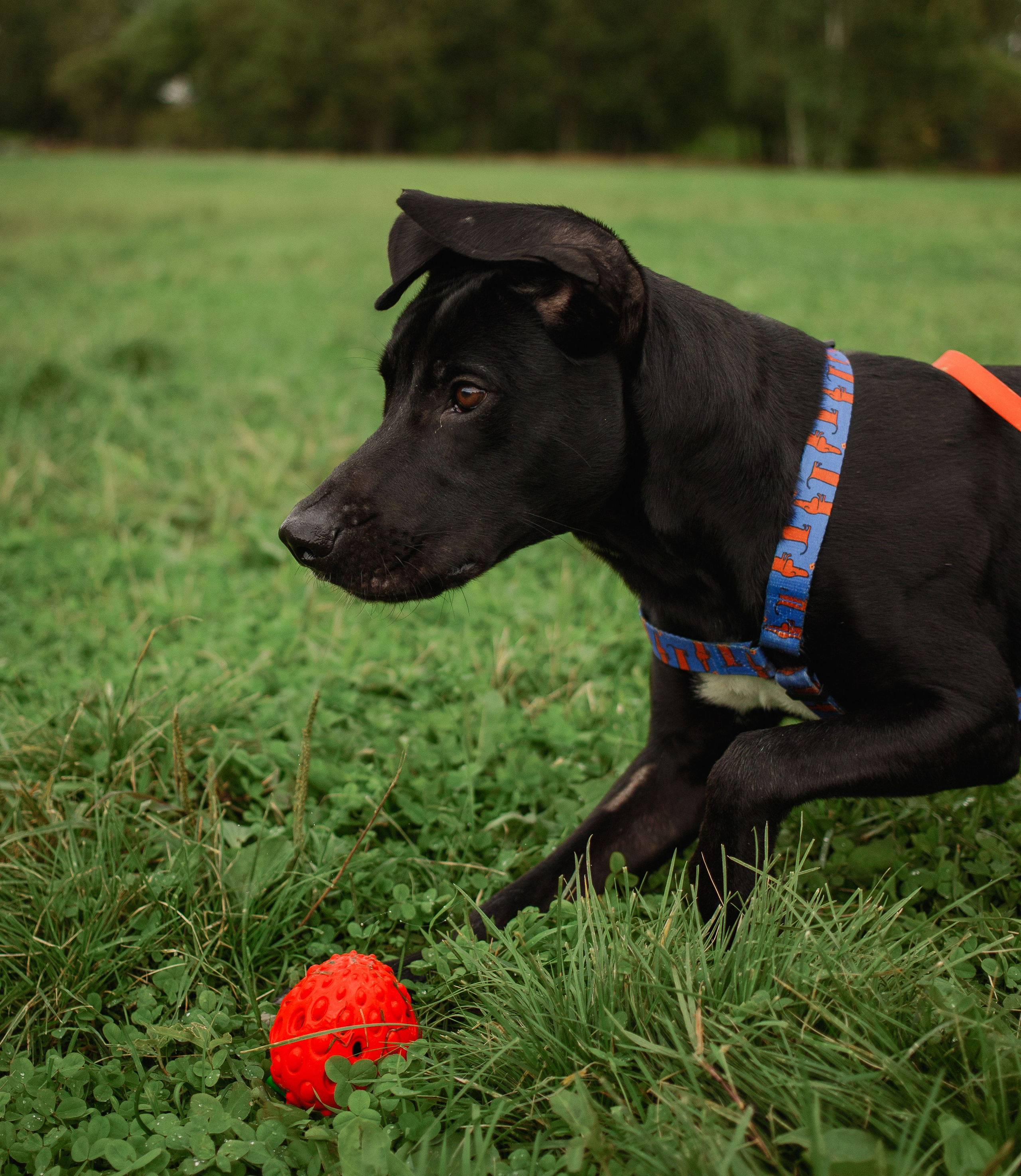 Отис ищет дом. Портретный фотограф в Санкт-Петербурге Катя Протасевич