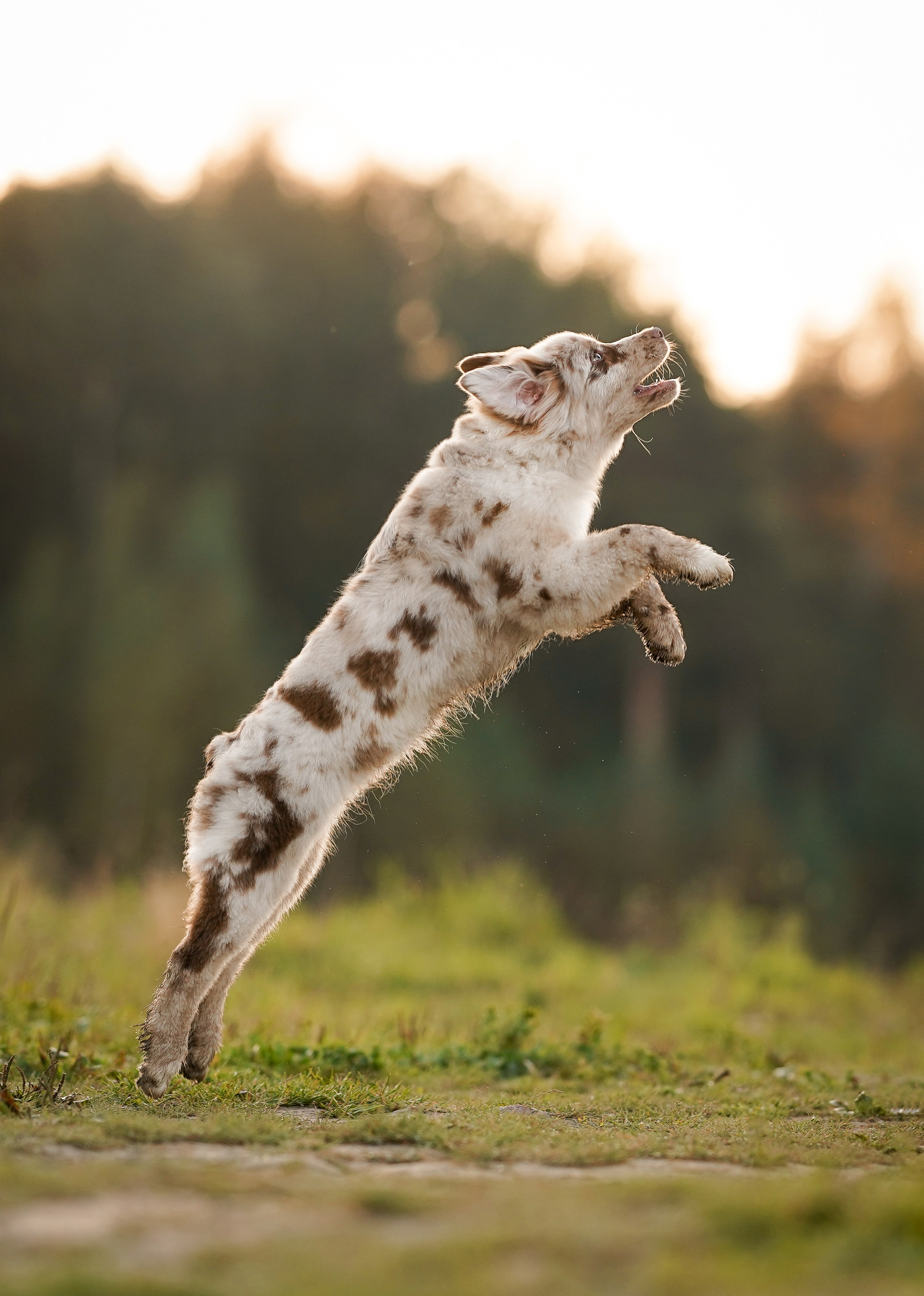 Катя Сэнди и Рокки. Фотограф-анималист в Санкт-Петербурге Яна Мартынова