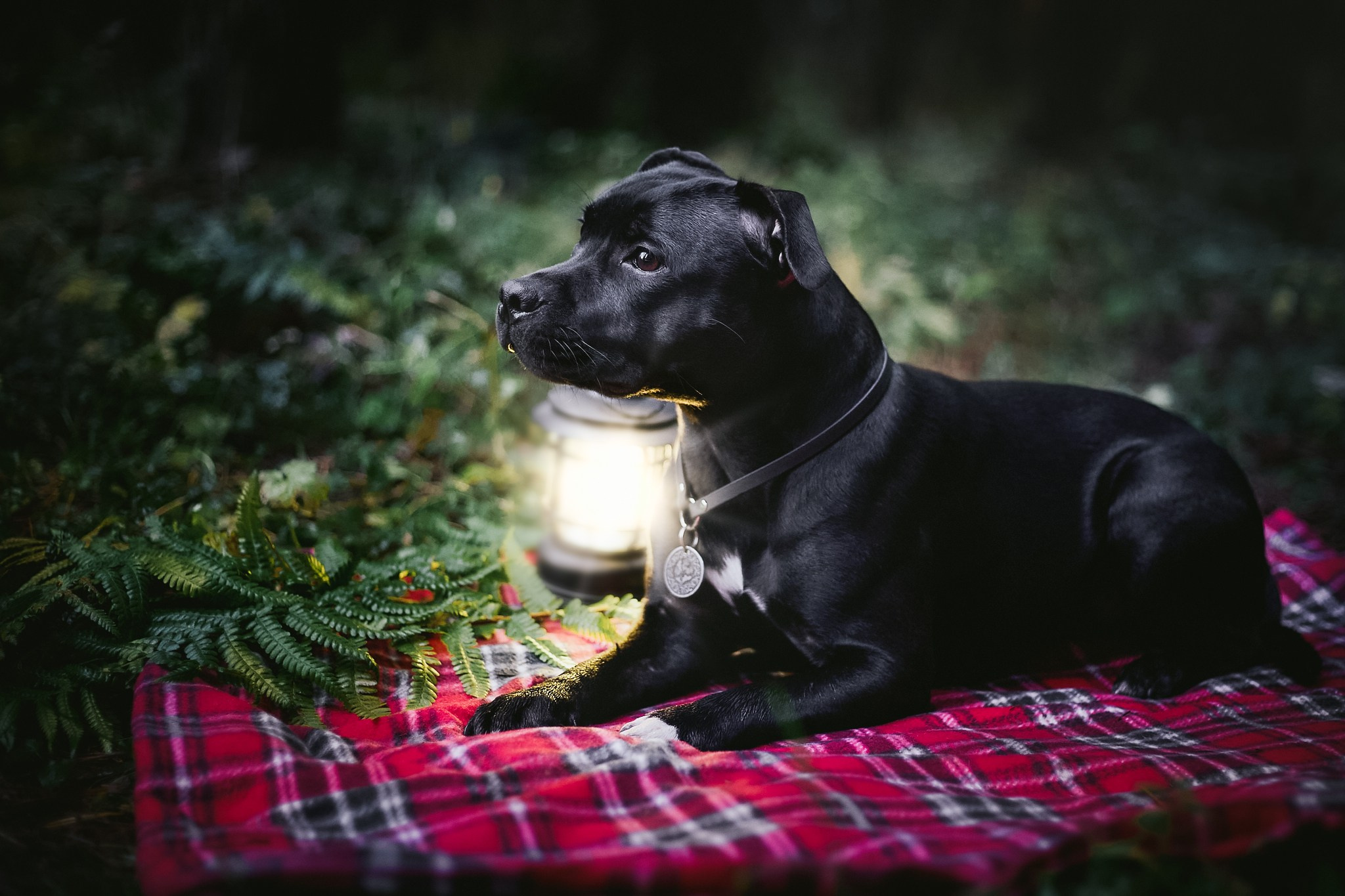 Стаффордширские бультерьеры — Тара, Кали и Лени. Главная