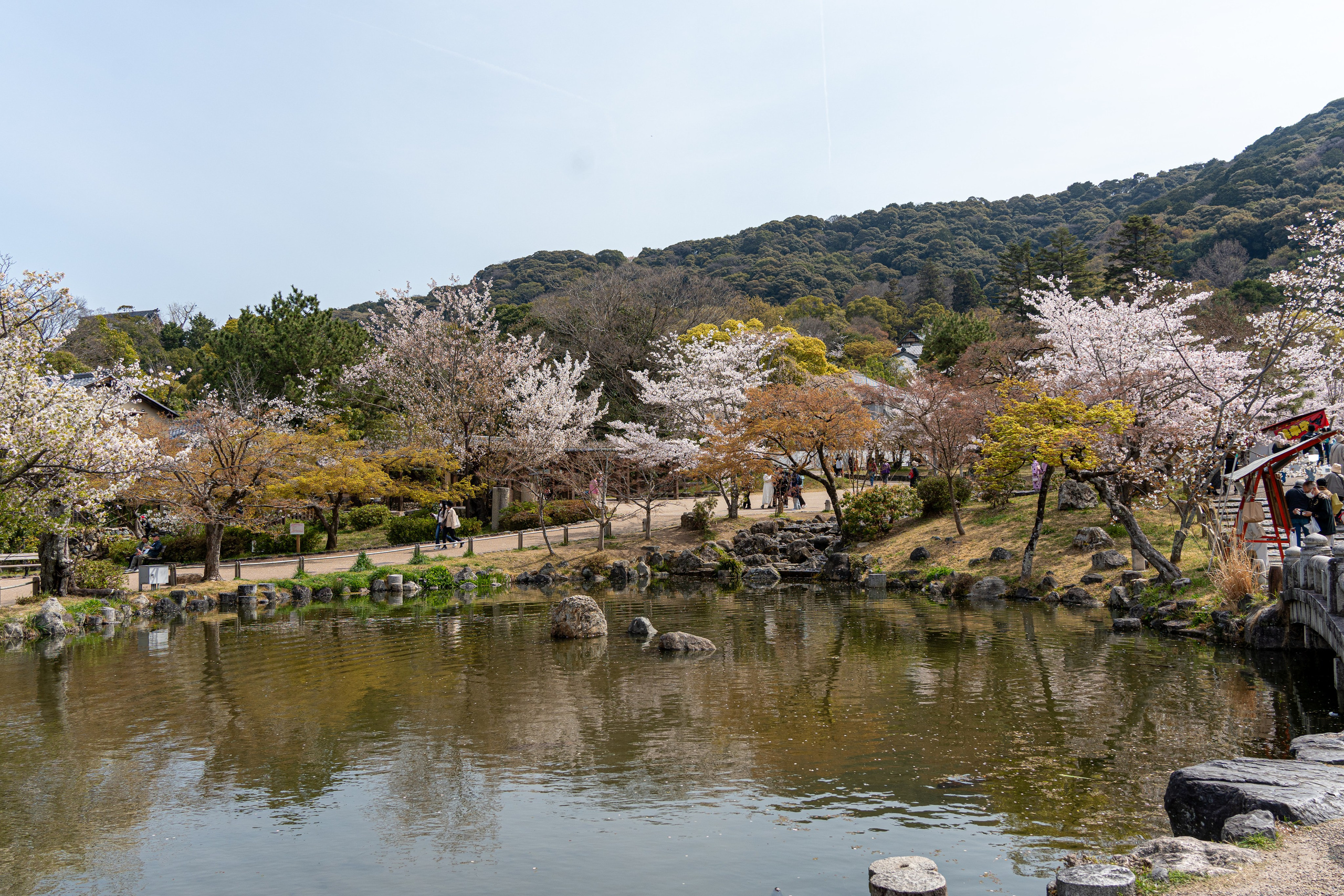 Япония, сакура. Творческие сьемки
