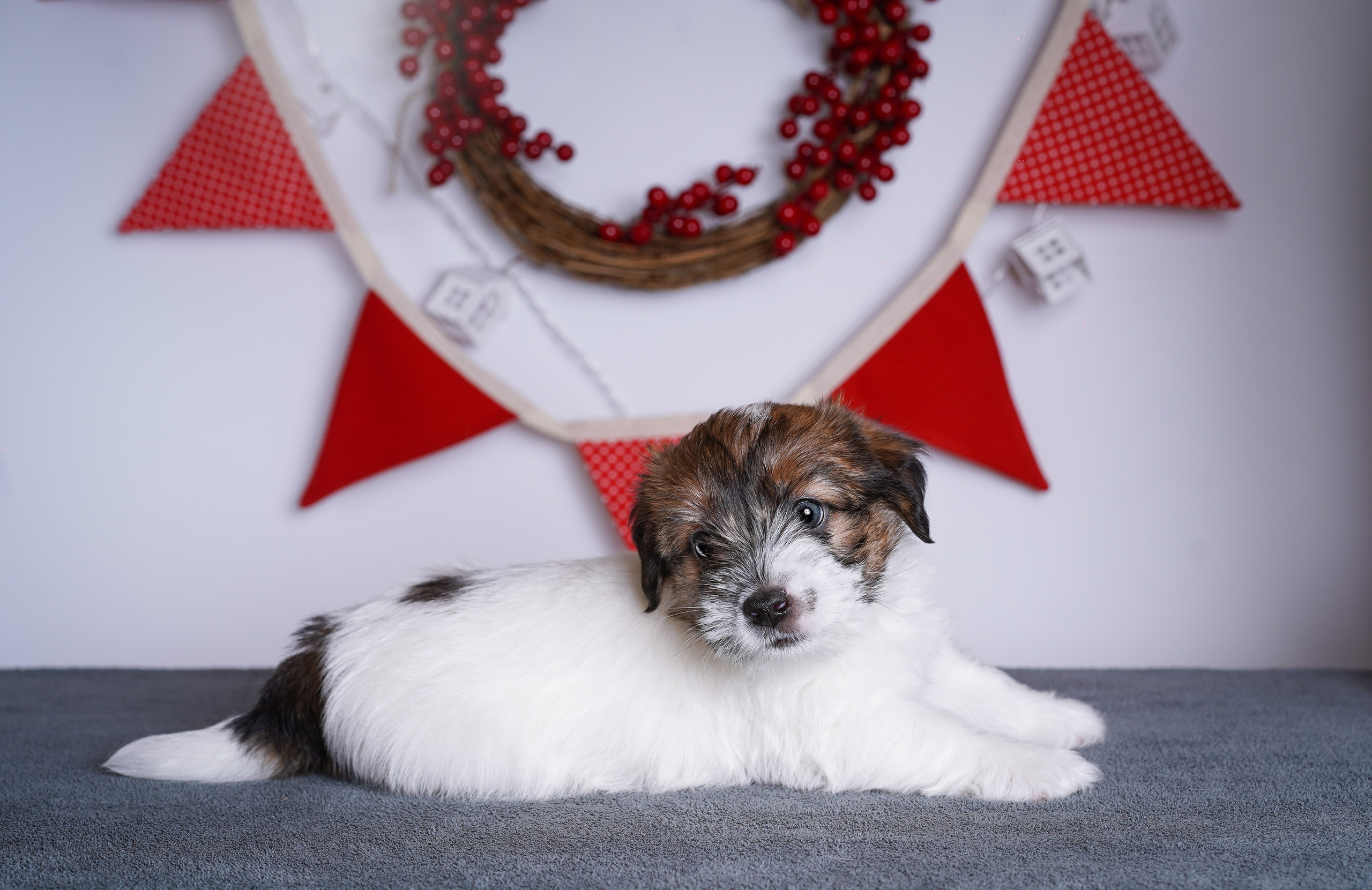 Щенки джек-рассела. Фотограф-анималист в Санкт-Петербурге Яна Мартынова