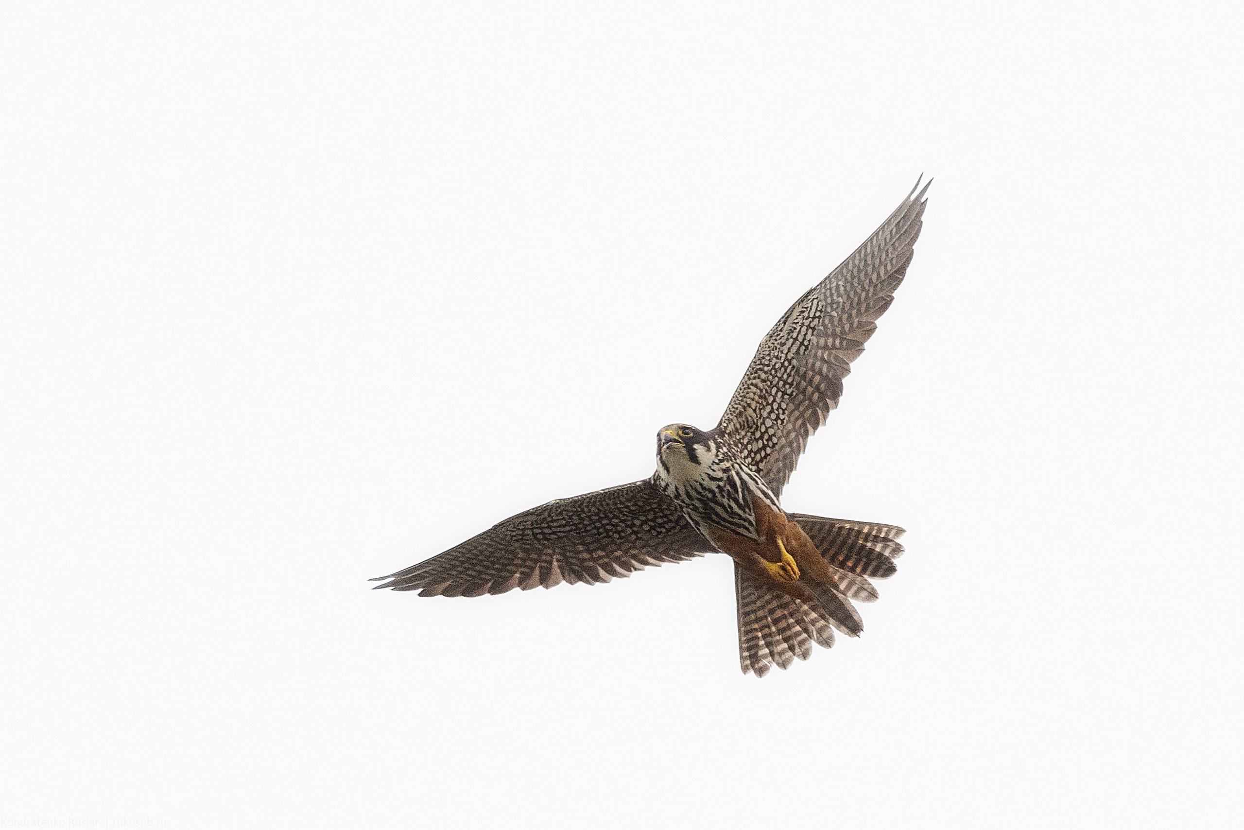 Чеглок. Архитектурный и пейзажный фотограф Кондратенко Руслан, Санкт-Петербург