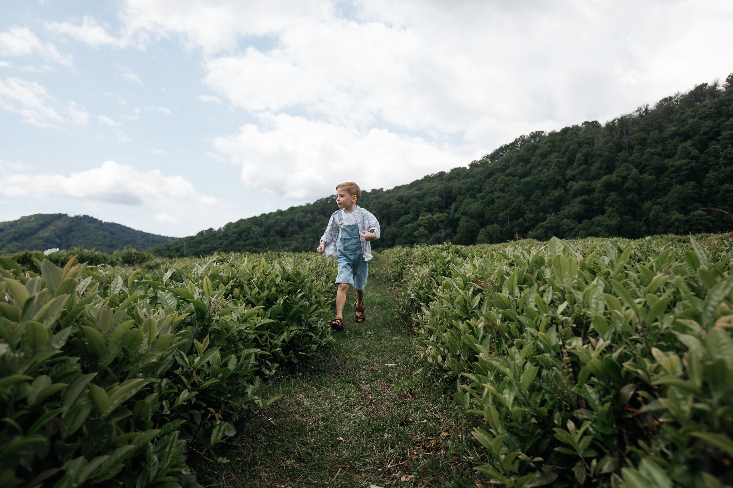 Tea plantation. Efimova Model Agency