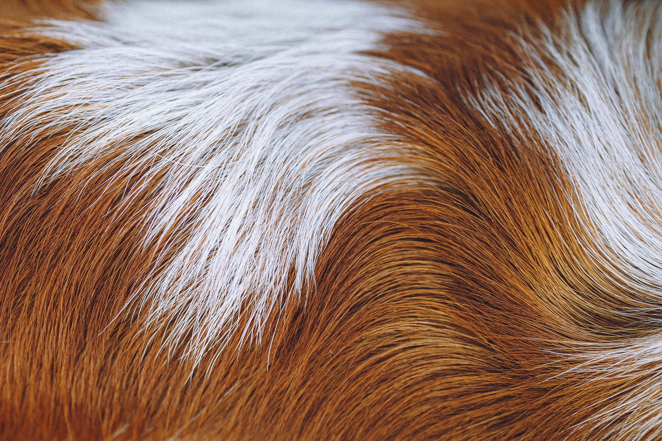 Камри и Пафи