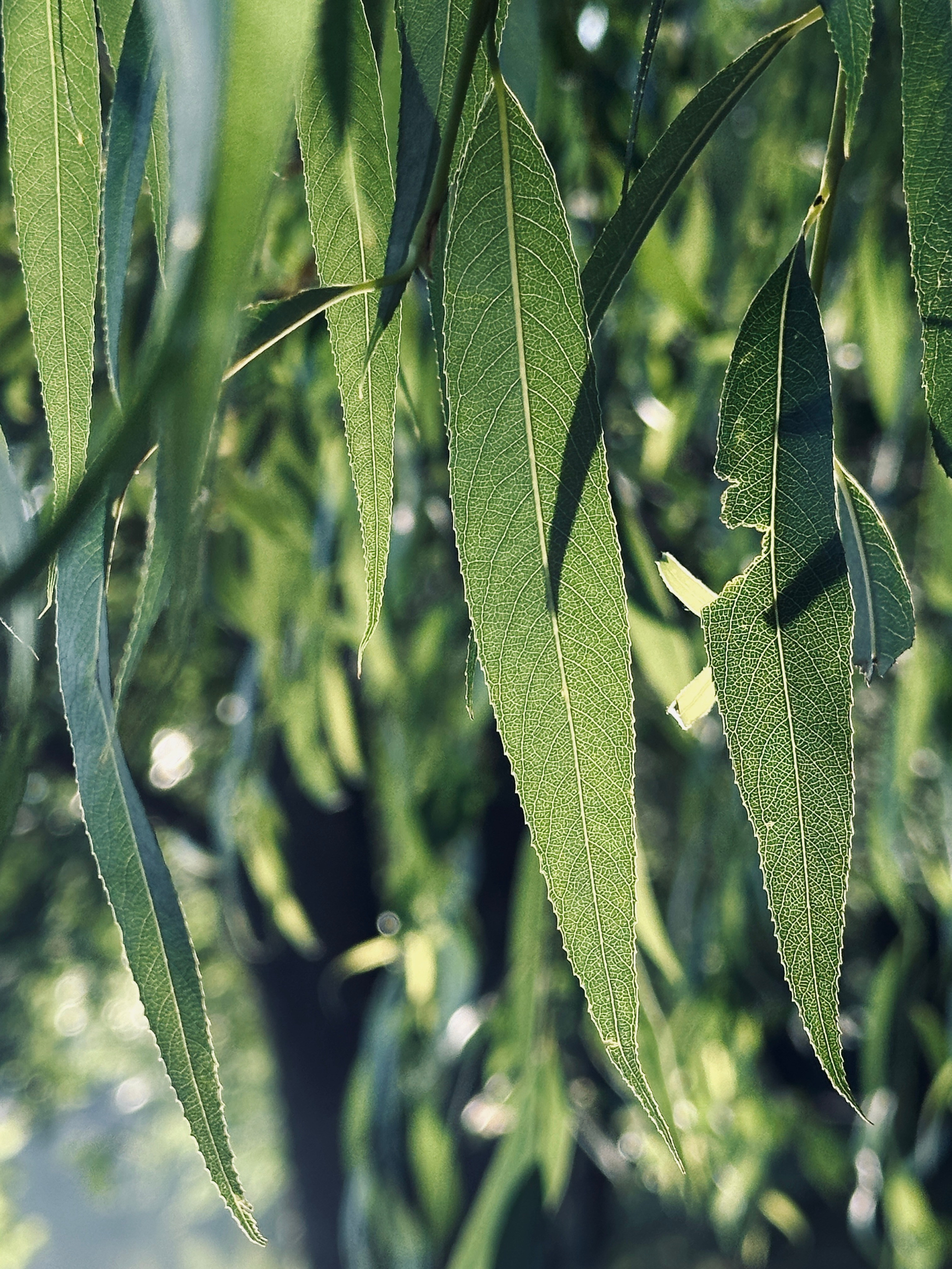 Флора и фауна. Смотри, красота!