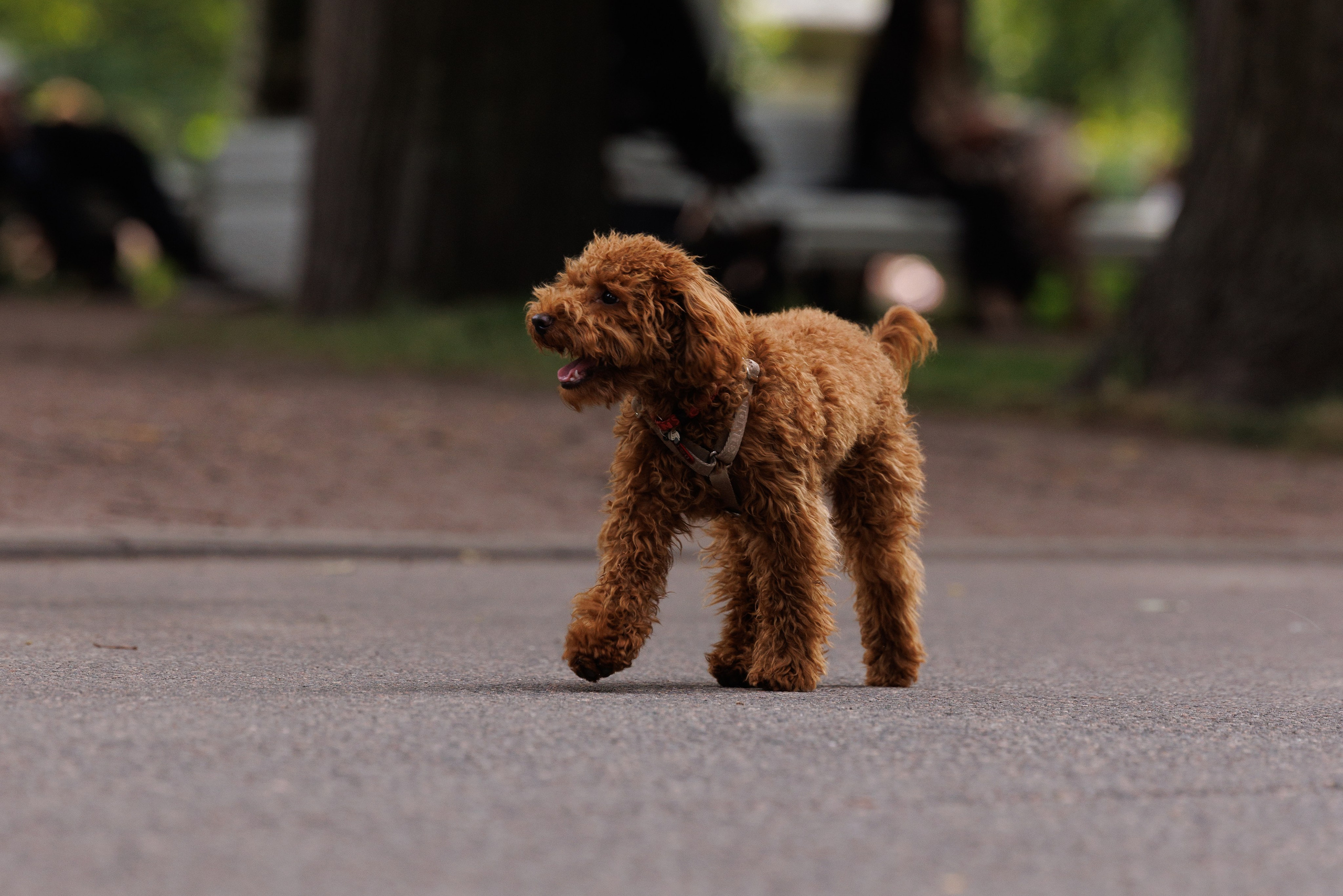 PetShopDays2026. Фотограф Александр Заломаев