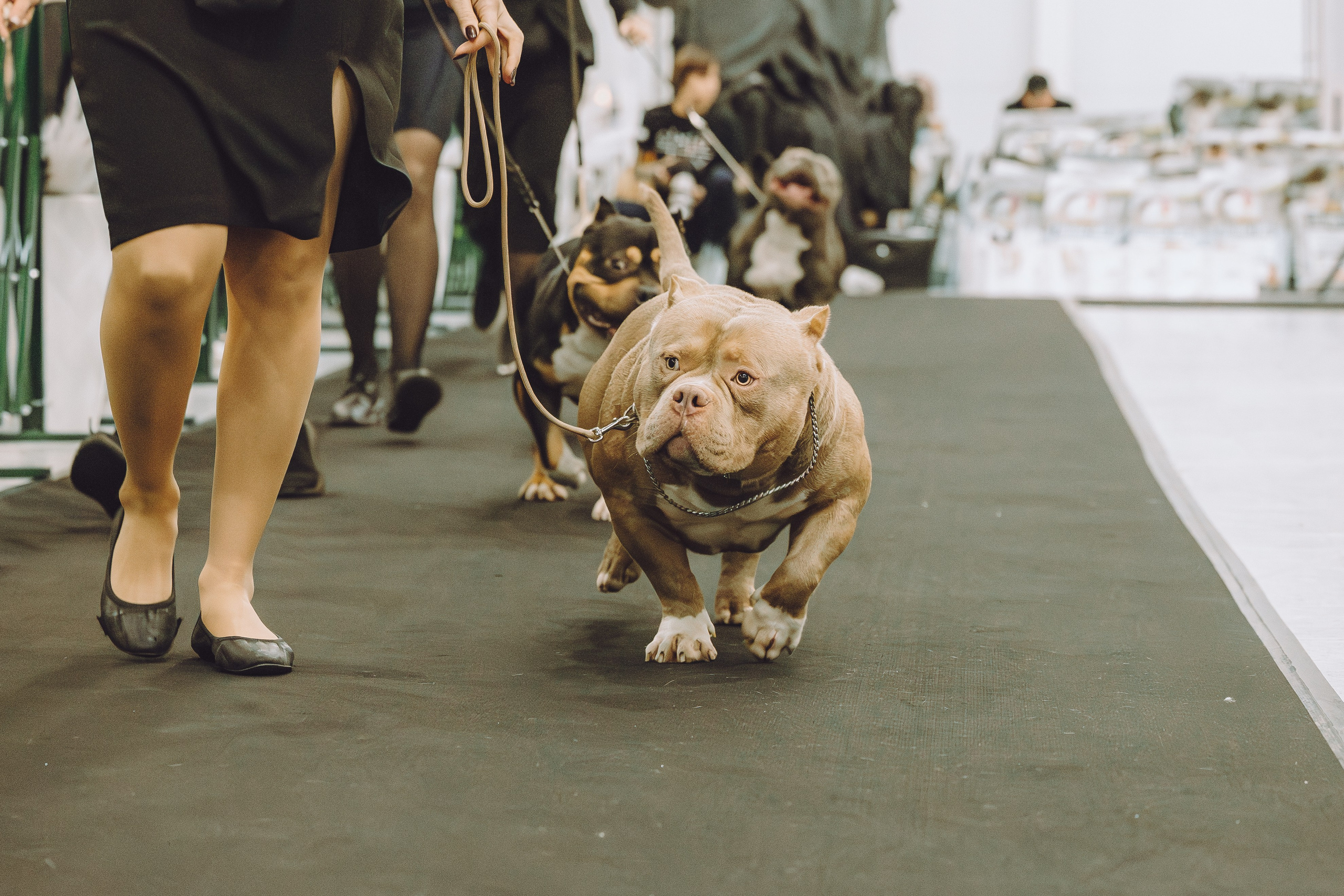 АВКС. Виктория Михайловская. Фотограф-анималист. Москва