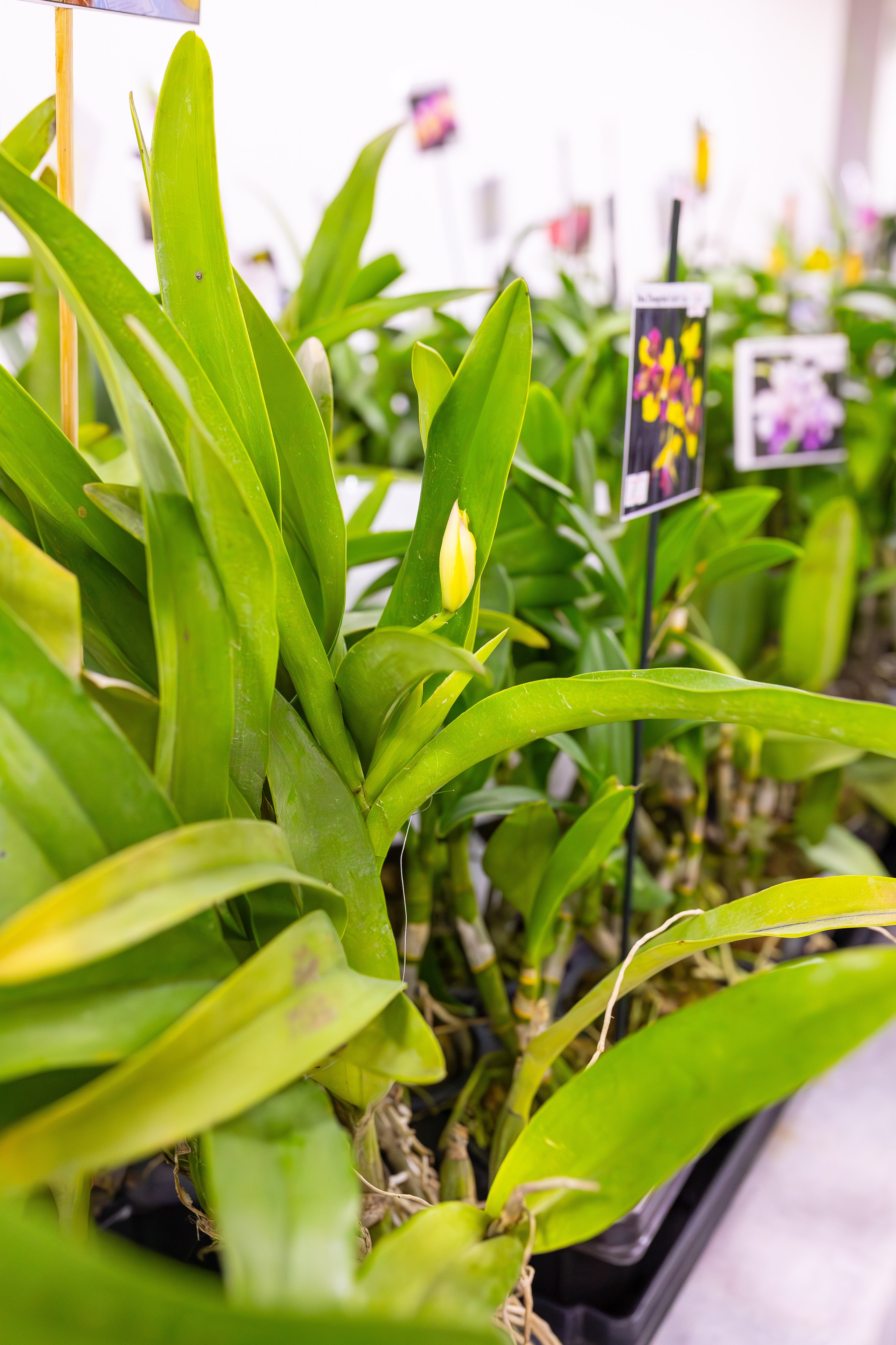 Орхидиум сентябрь 2025. Александра Куликова фотограф, Москва