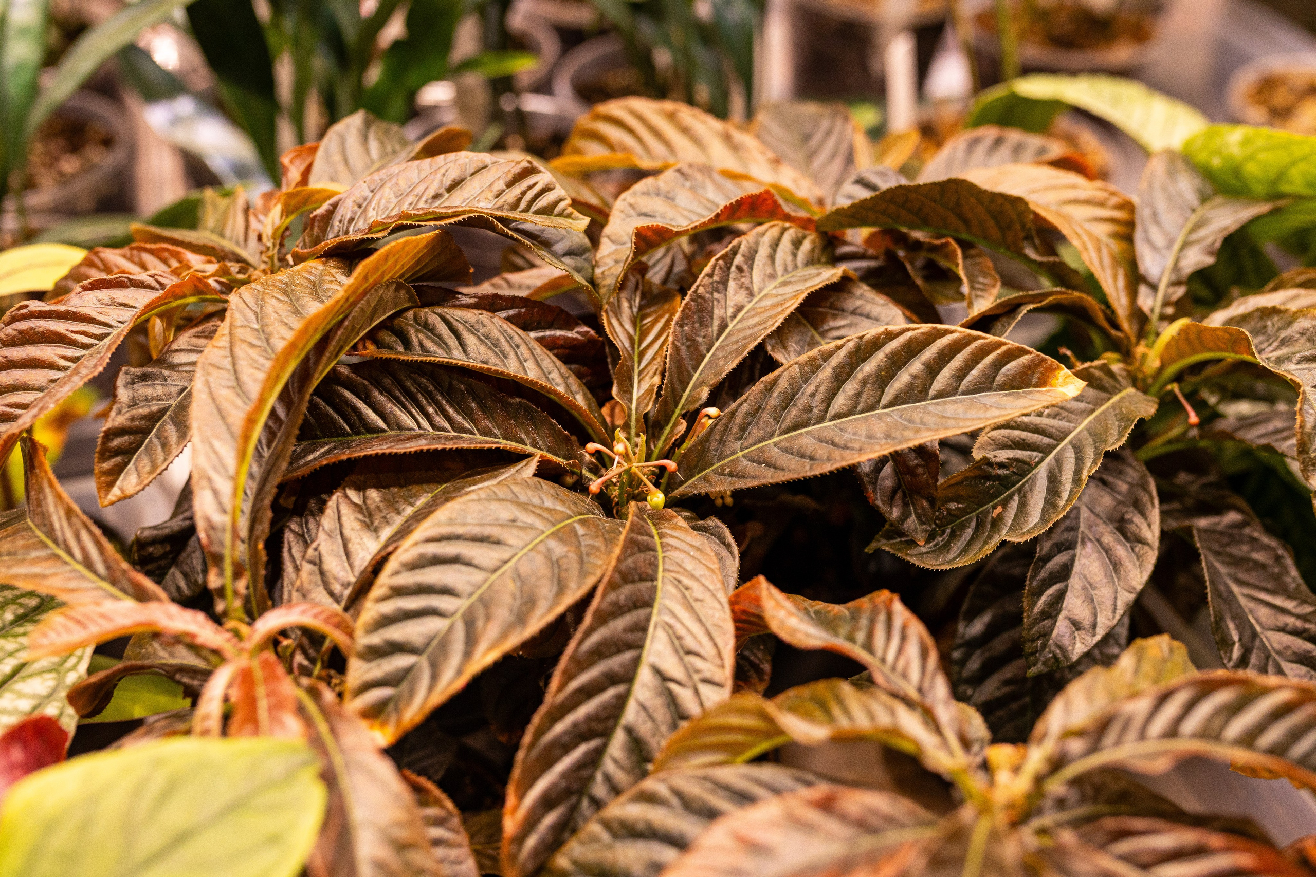 Green_Rare Ярмарка февраль 2025. Александра Куликова фотограф, Москва