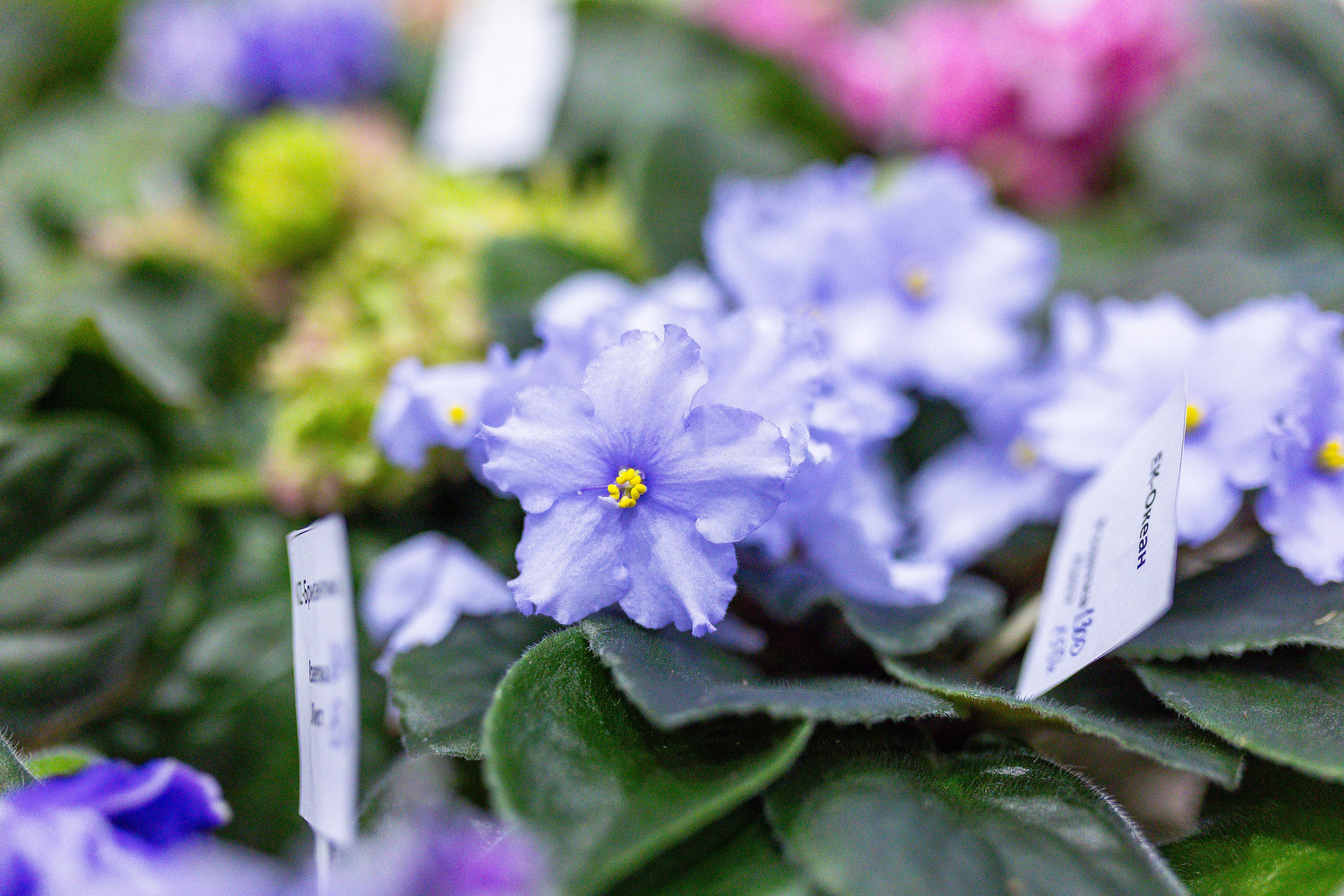 Орхидиум сентябрь 2025. Александра Куликова фотограф, Москва