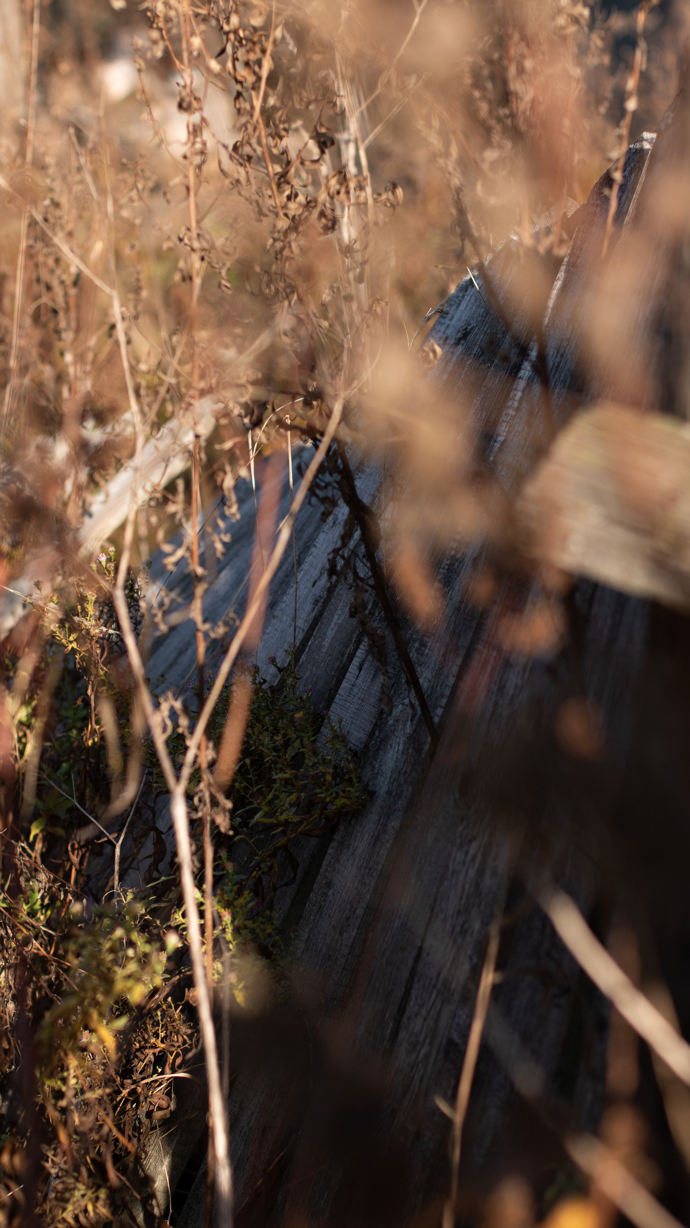 Леша и Лера. Женский, мужской портрет, семейные съемки в Москве. Контент съемка