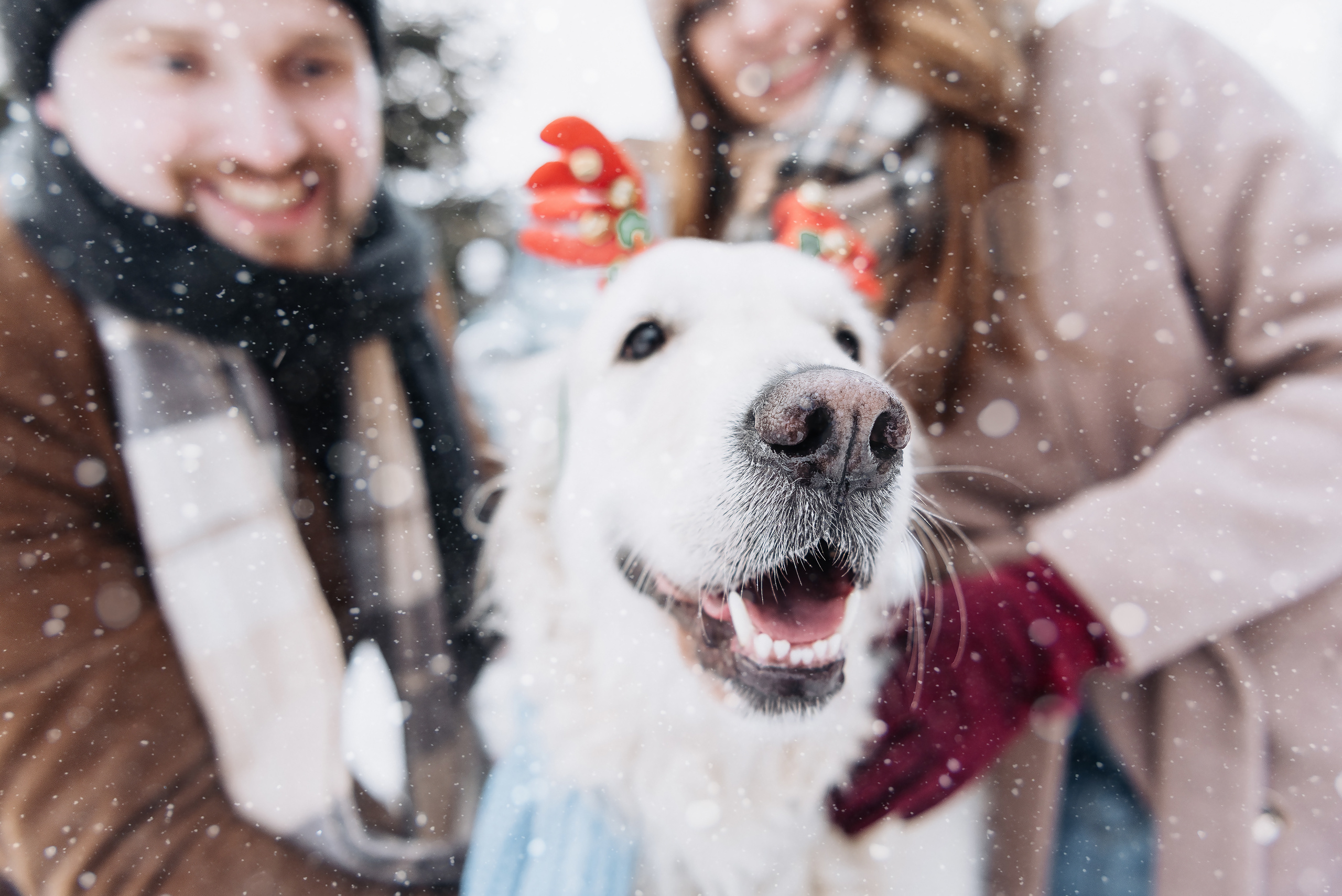 Холодный нос