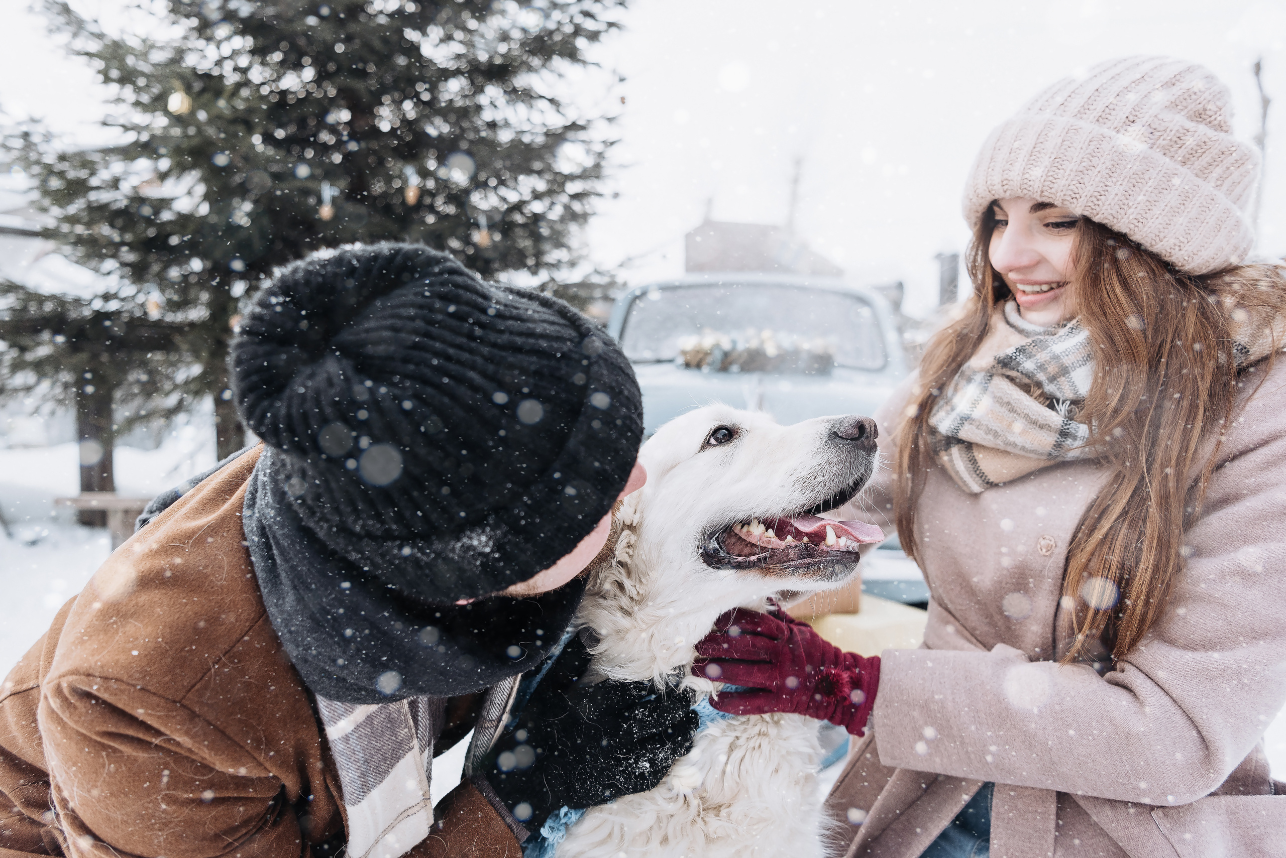 Холодный нос