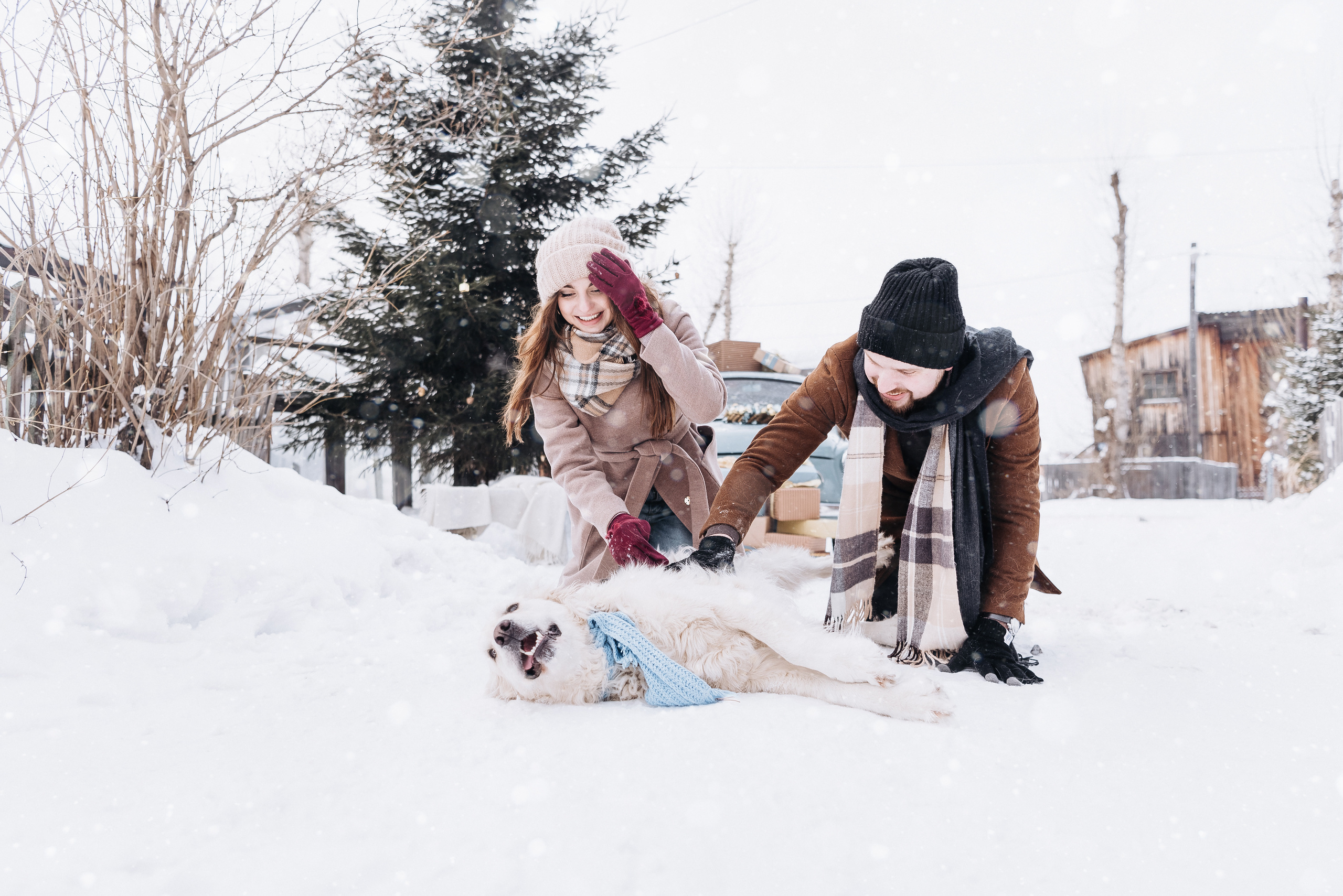 Холодный нос