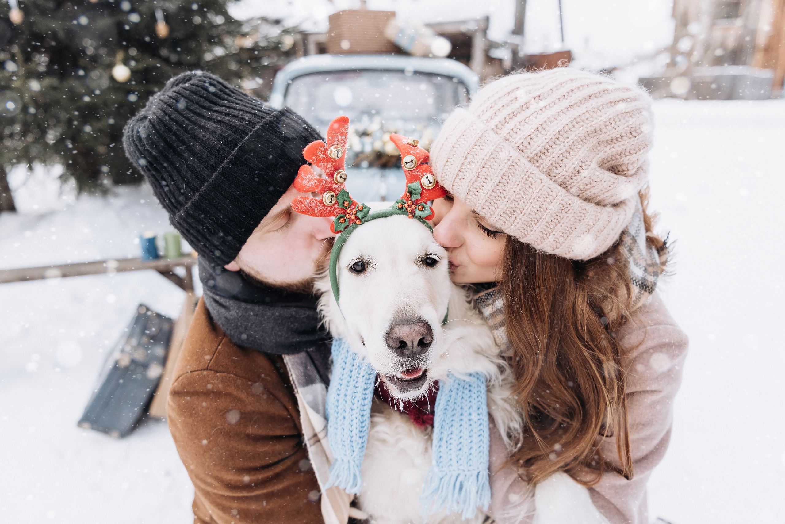 Холодный нос