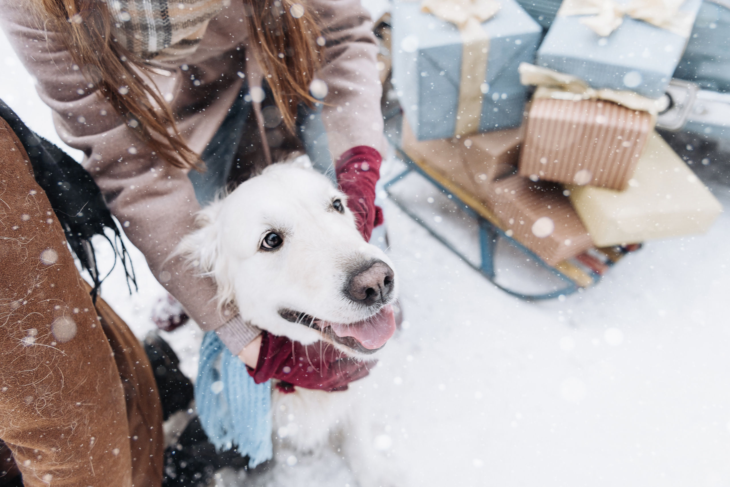 Холодный нос