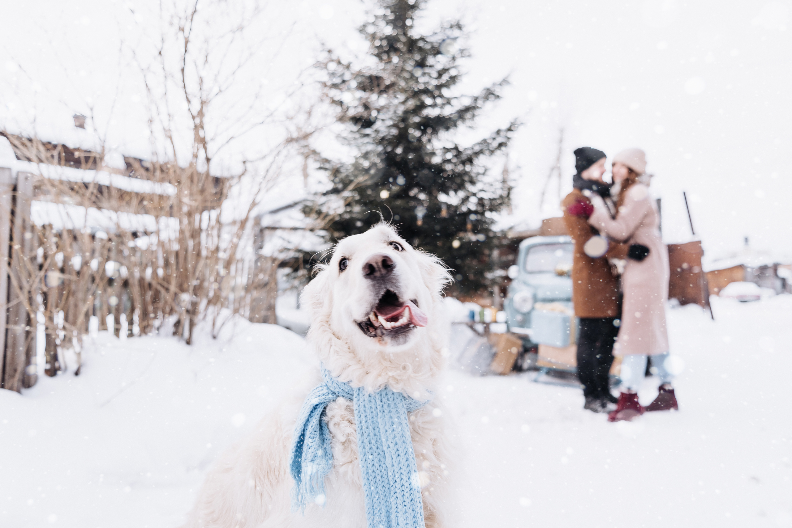 Холодный нос