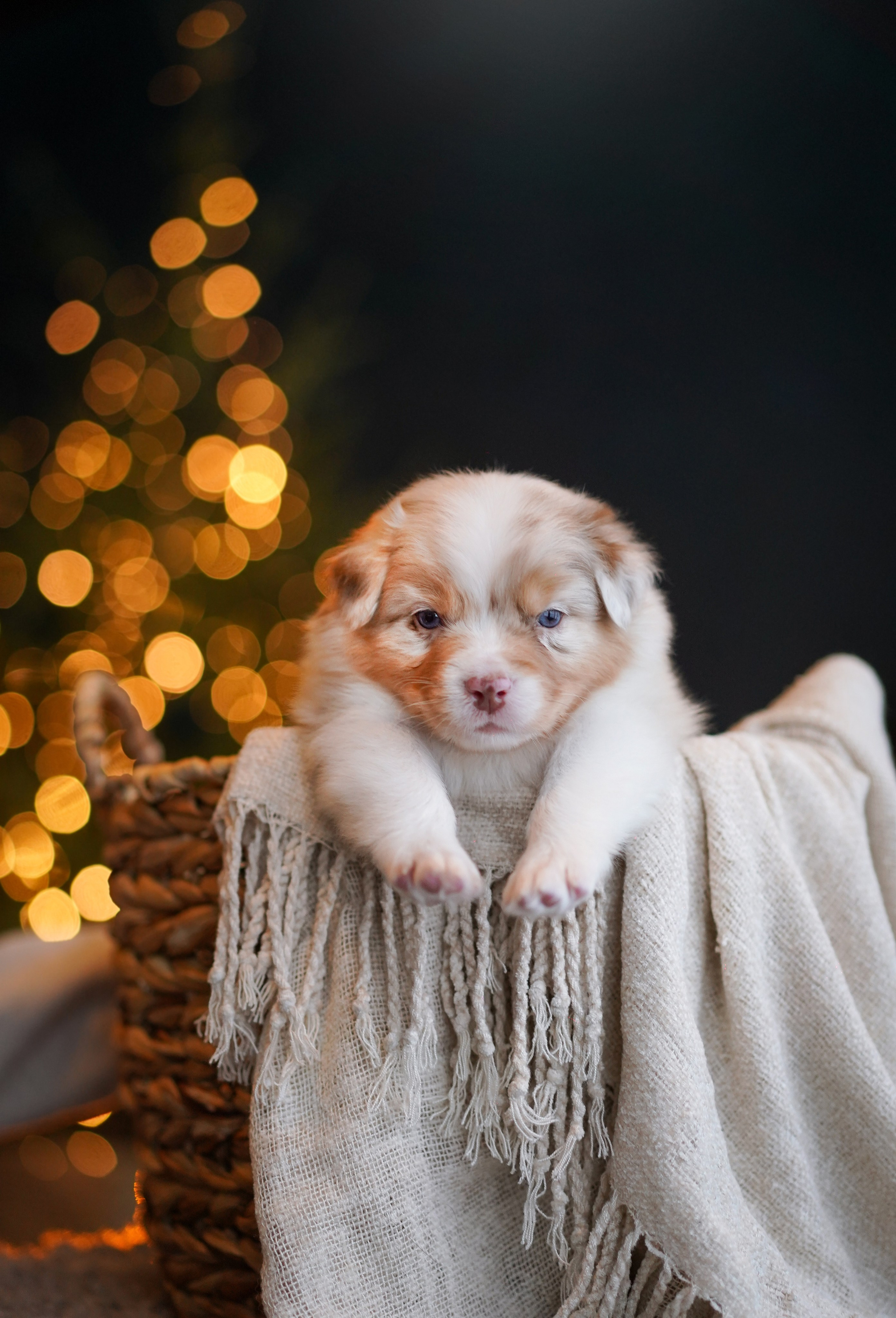 Щенки австралийской овчарки. Фотограф-анималист в Санкт-Петербурге Яна Мартынова