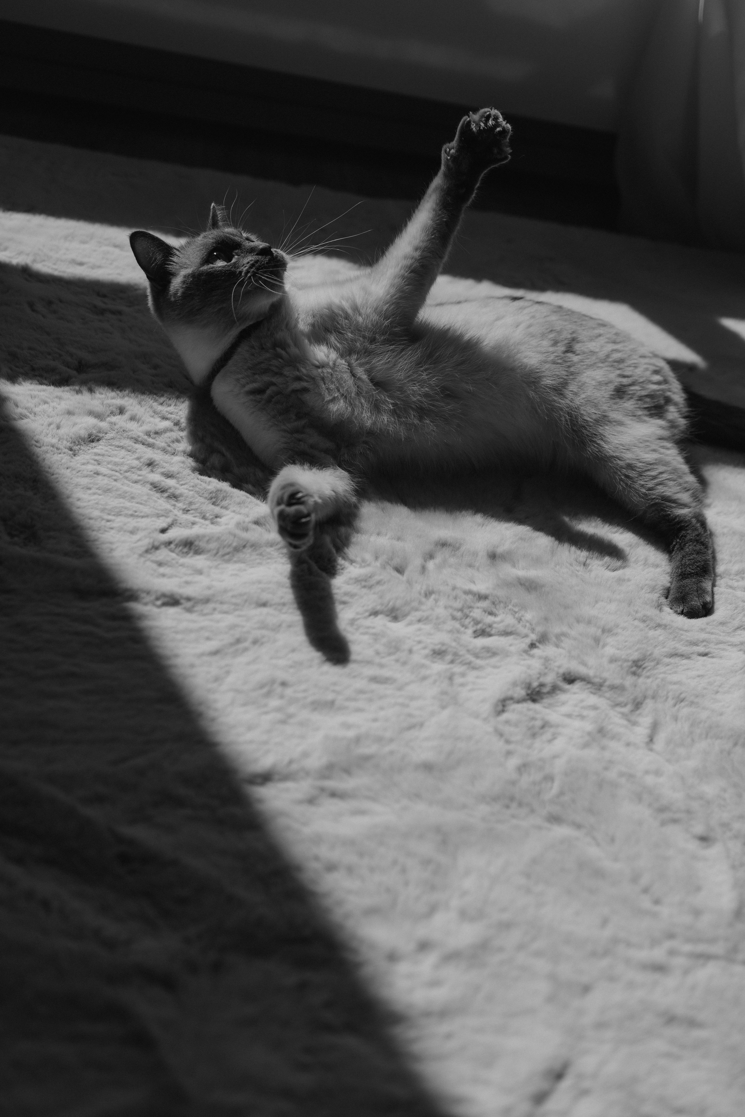 Бэлла, Деми и Луна. Фотораф — анималист Мария Шистка