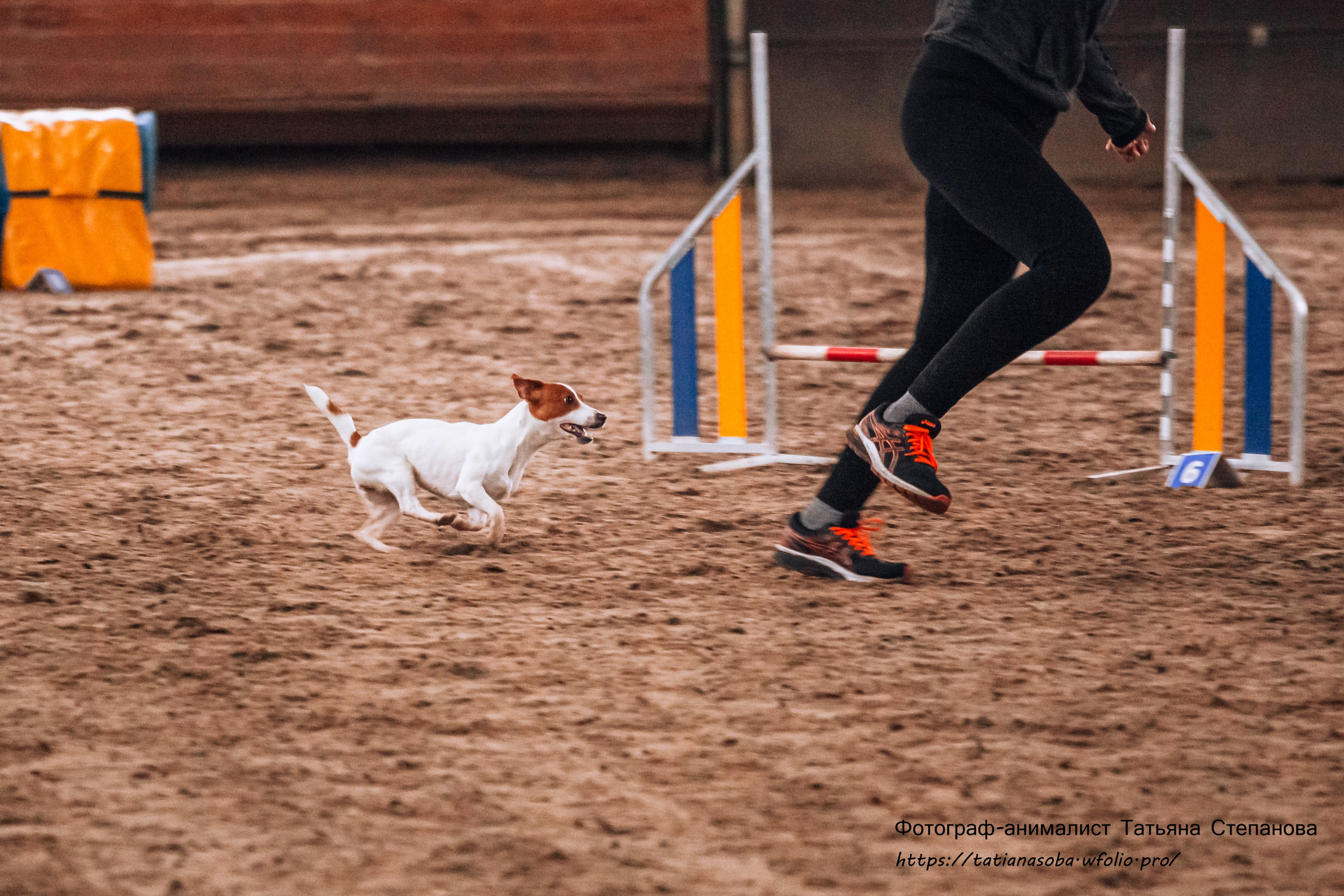 Соревнования по Аджилити 25.02.2024. Фотограф-анималист Татьяна Степанова