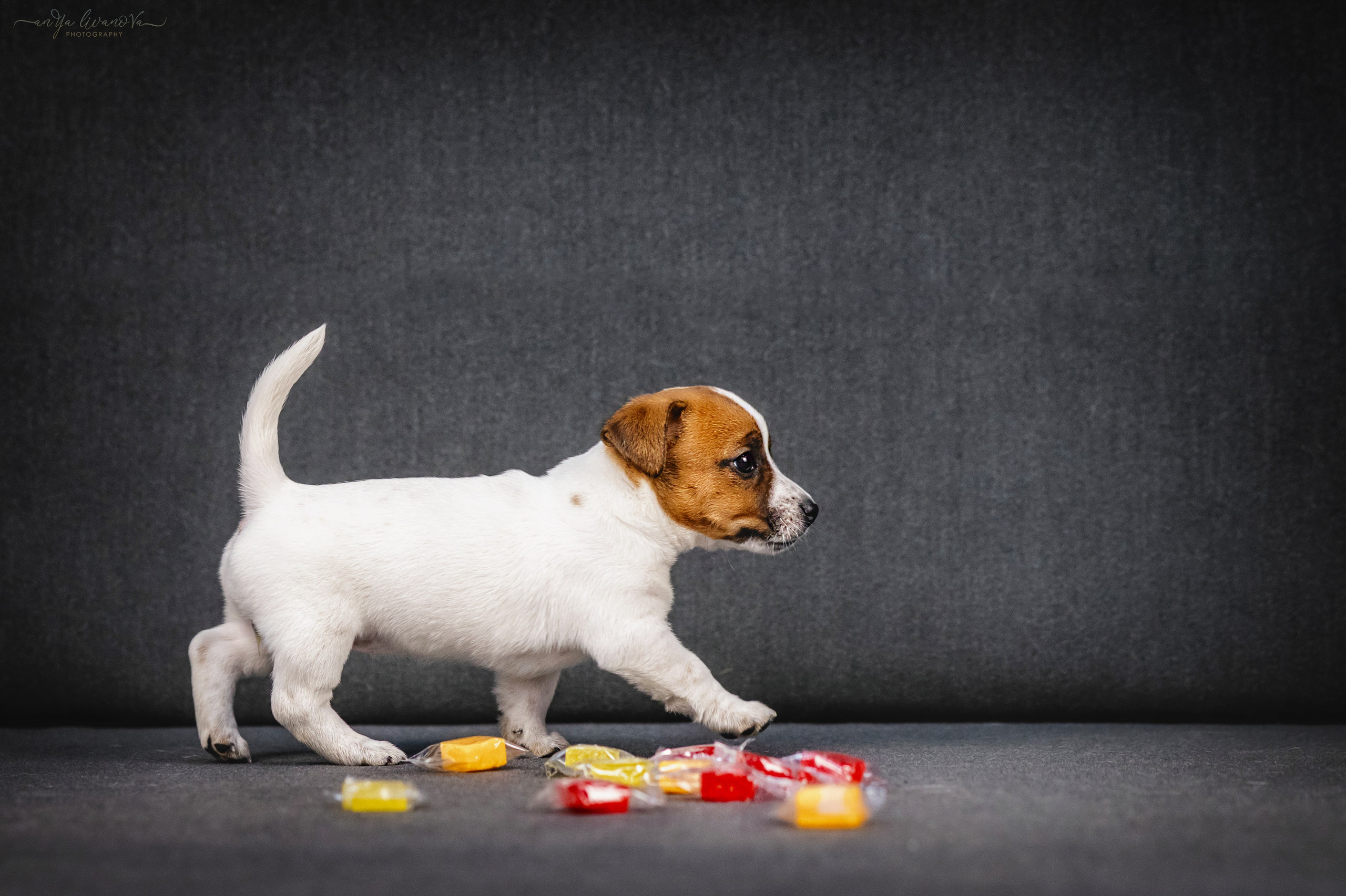 Джеки. Фотограф анималист Аня Ливанова | Рыбинск