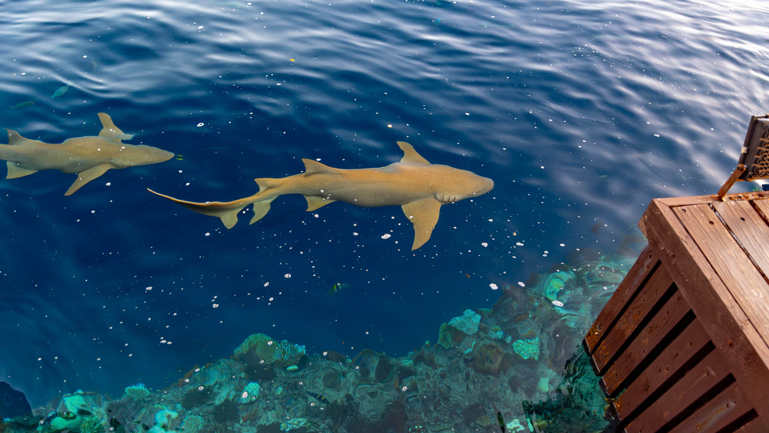 Мальдивы, Ellaidhoo Maldives by Cinnamon