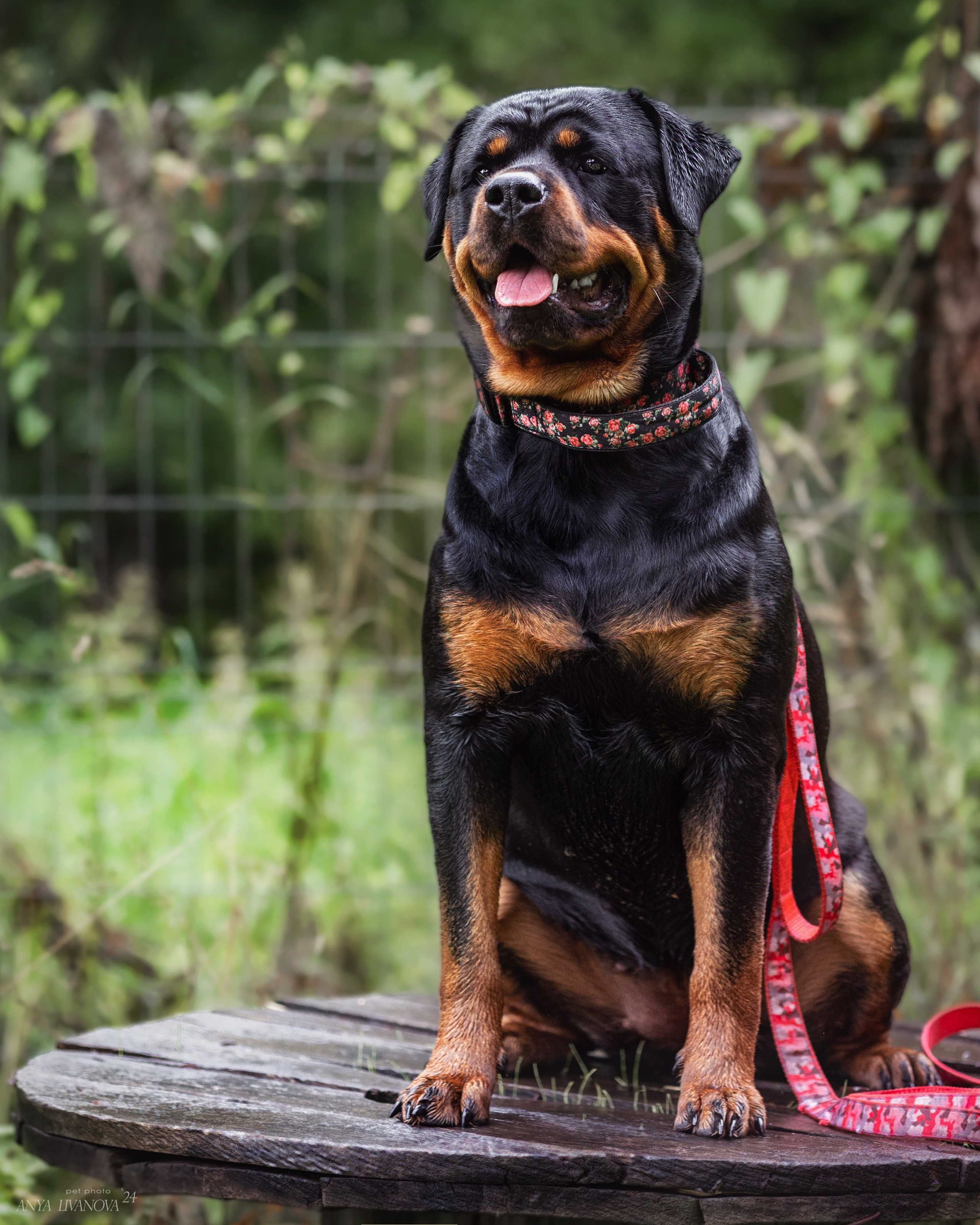 Ралли «Акела». Фотограф анималист Аня Ливанова | Рыбинск