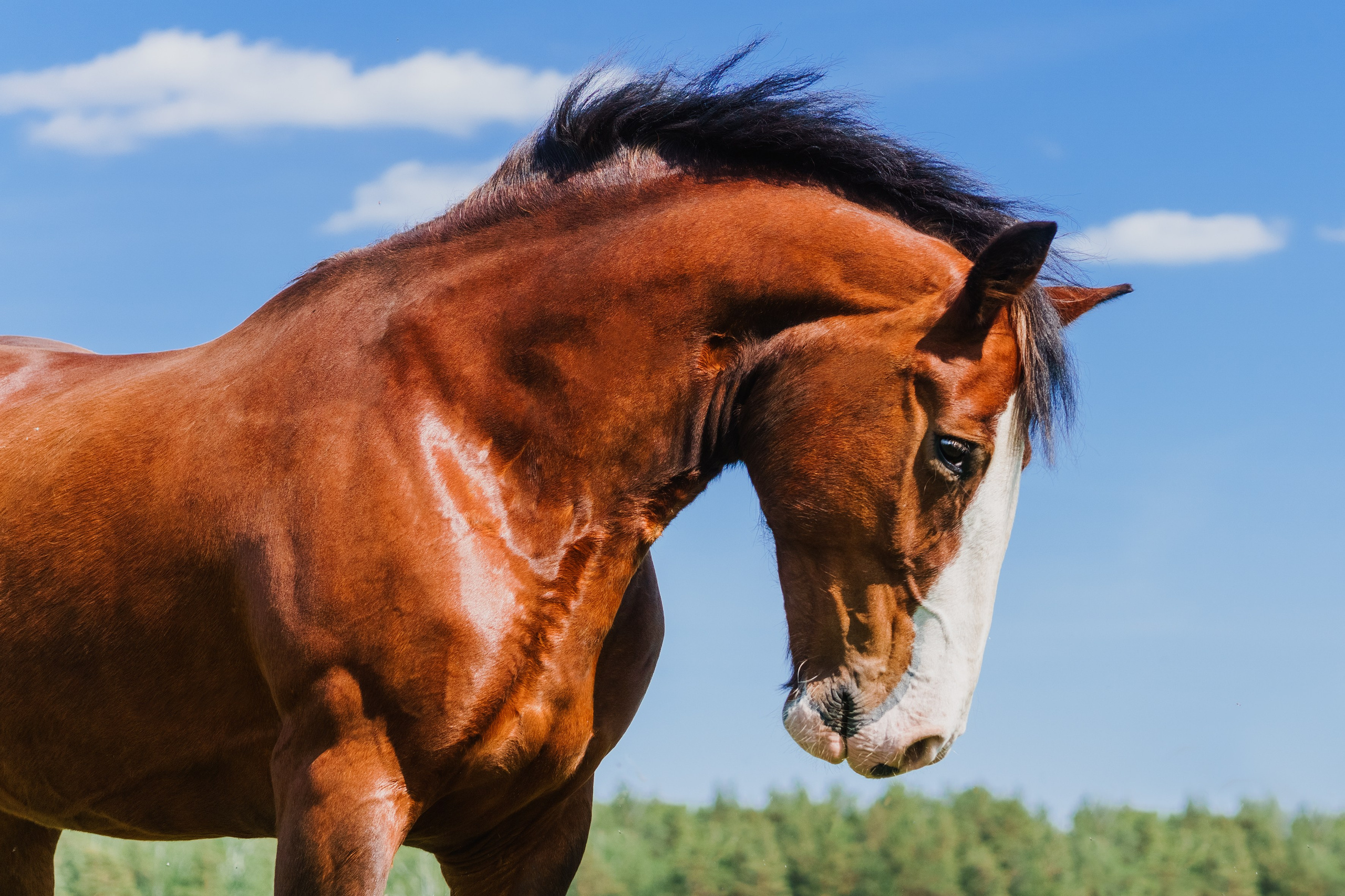 Life with horse. Saamill