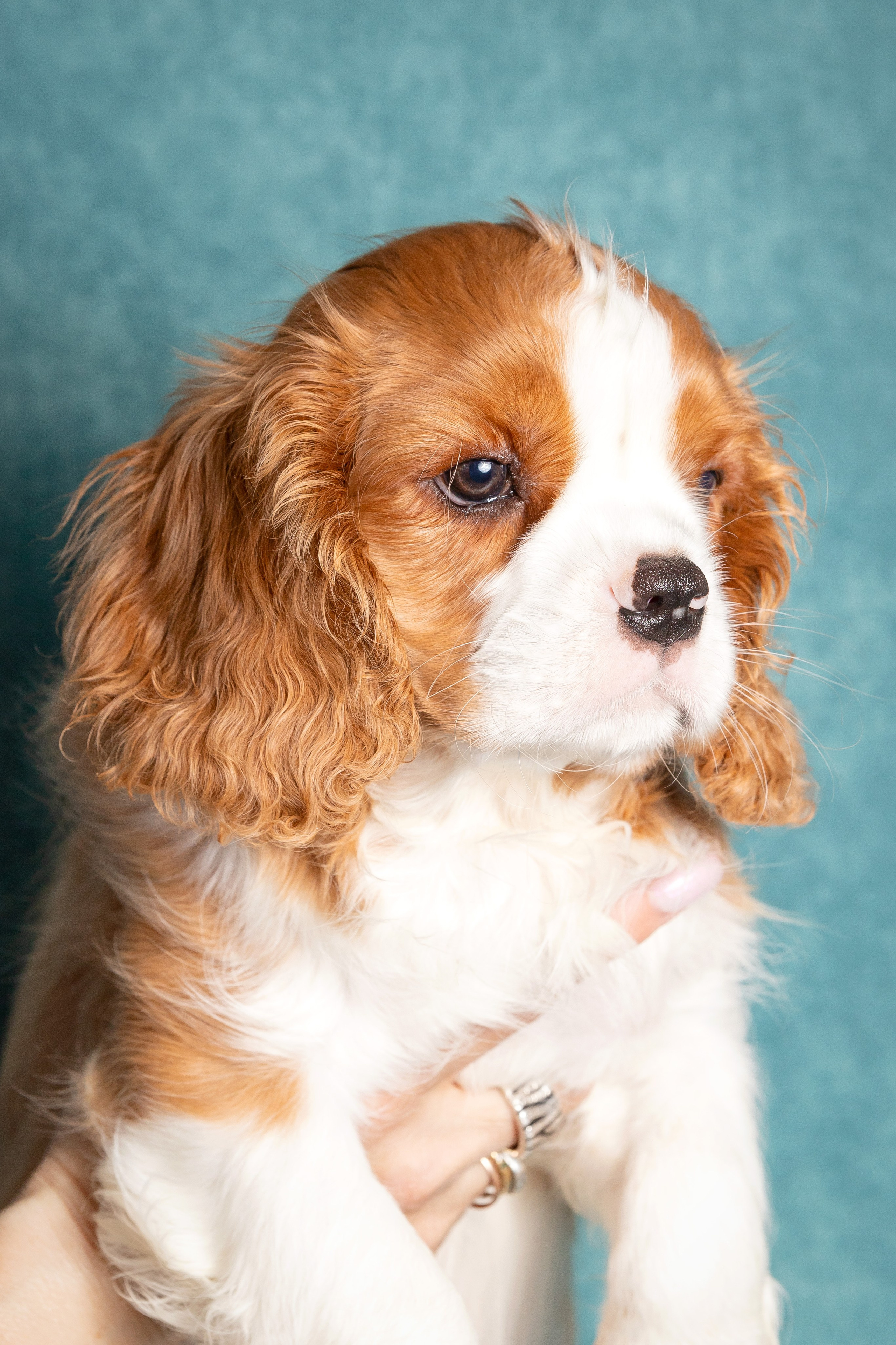 Кавалер Кинг Чарльз спаниель. Юлия Микульская. Рыбинск