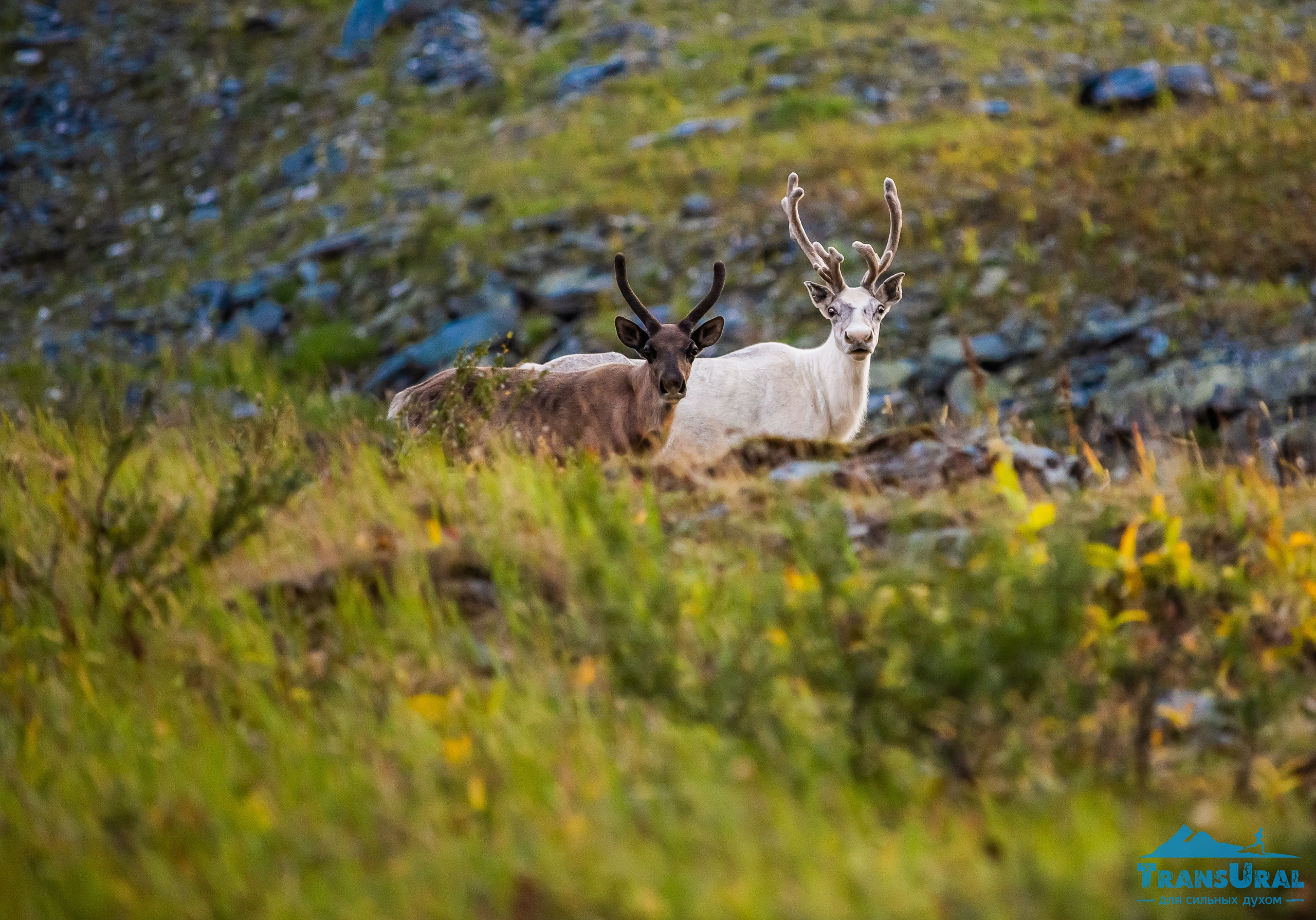 Полярный Урал. Авторские туры с профессиональным фотографом