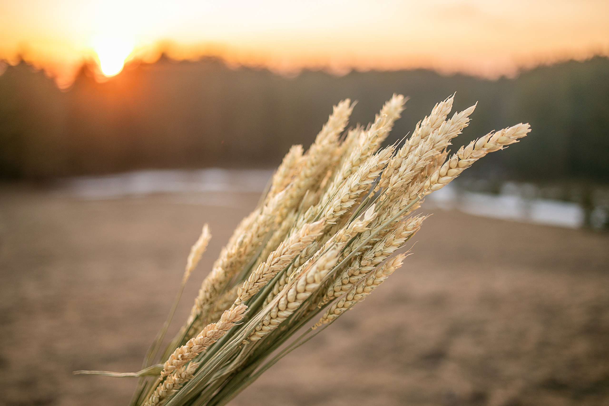 Прогулка в поле с лошадьми. Детский и семейный фотограф Муксимова Ирина