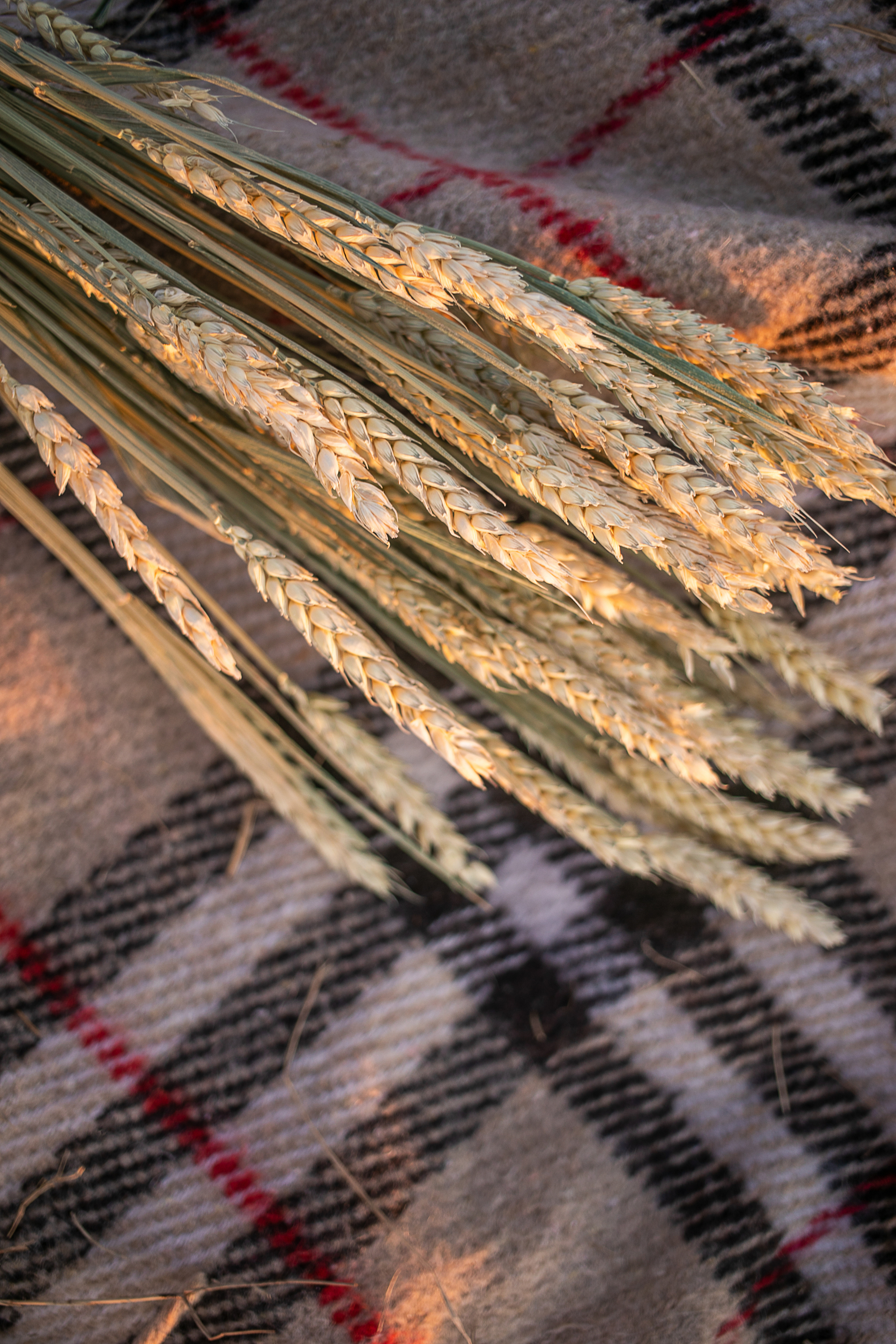 Прогулка в поле с лошадьми. Детский и семейный фотограф Муксимова Ирина