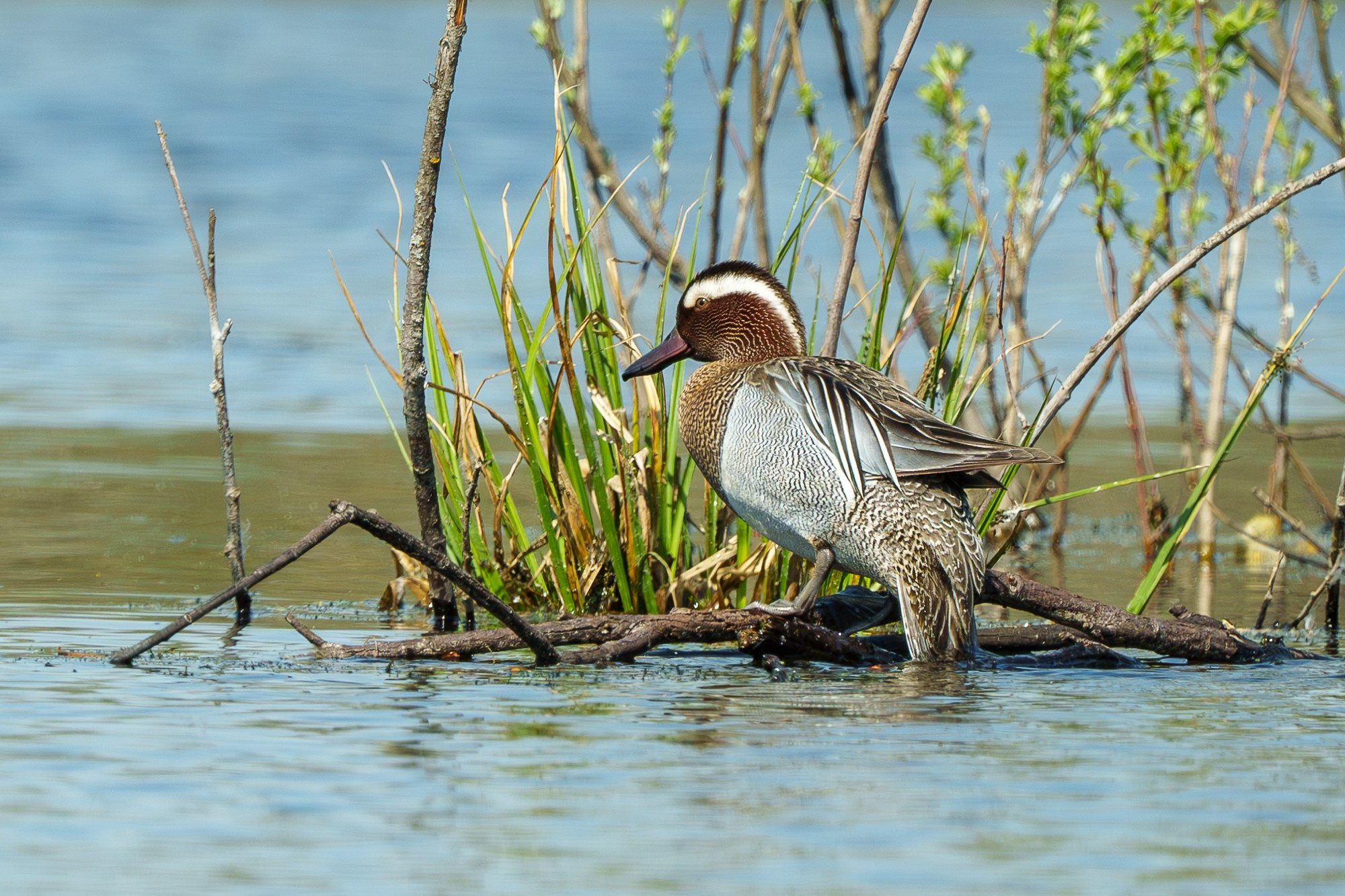 Удивительные мир птиц. Вокруг нас столько прекрасного — присмотритесь!. Ваш личный фотограф Марина Волкова