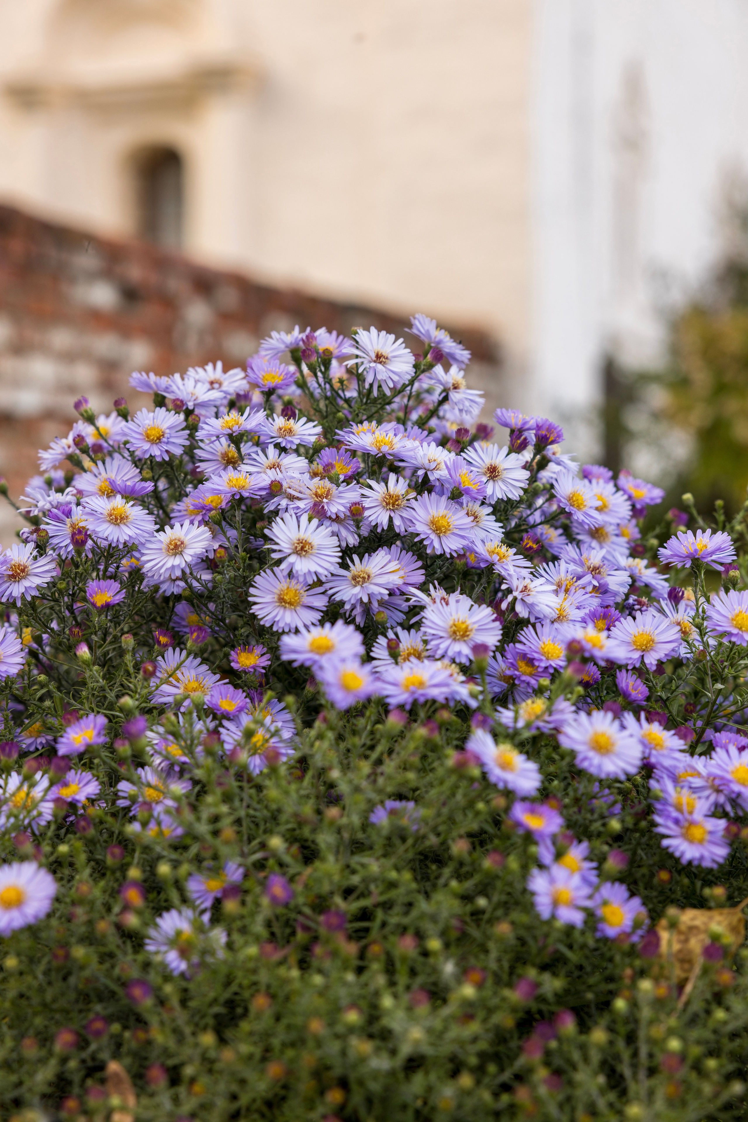 Астра многолетняя