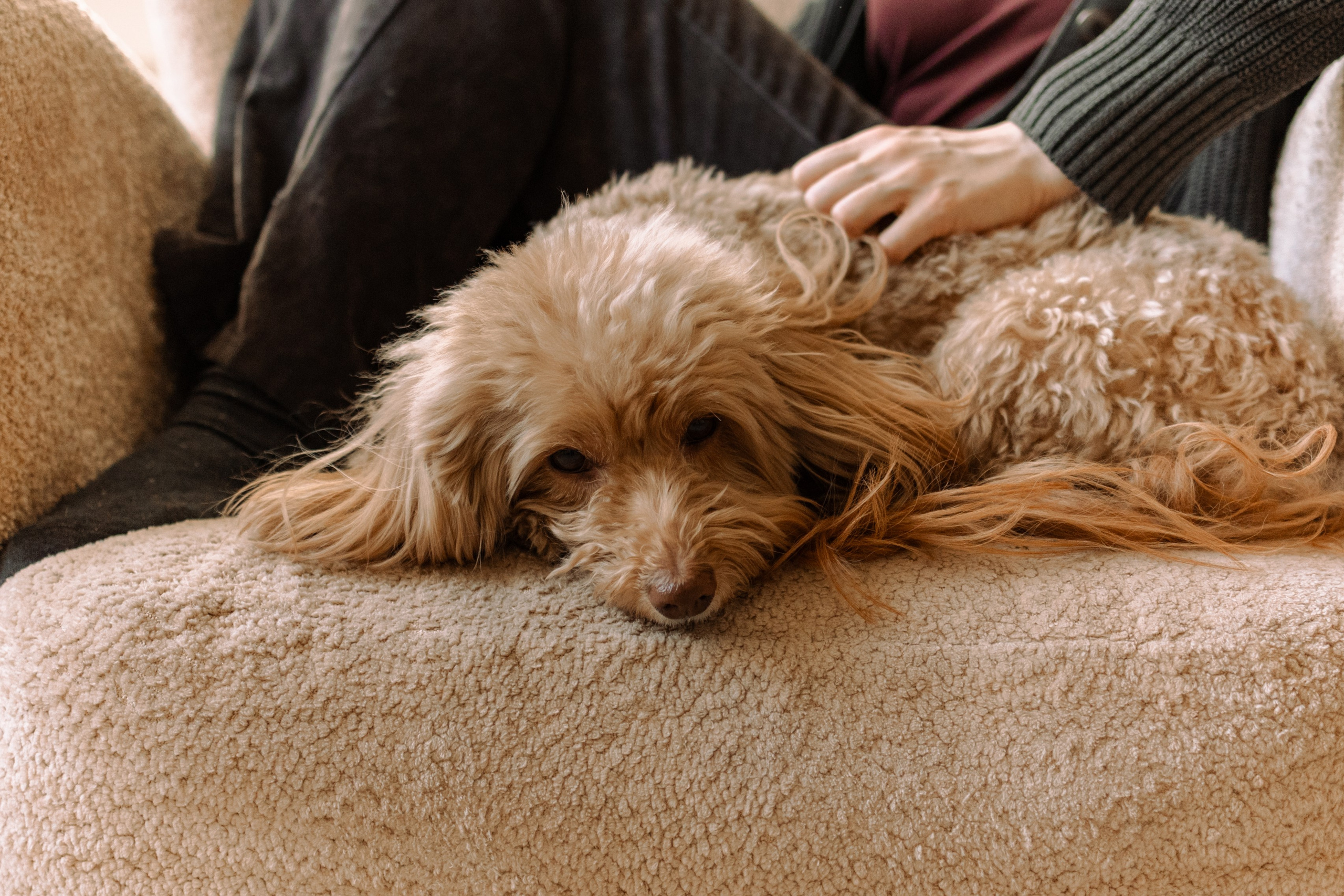 Шкипер и его семья. Фотограф — Анималист | Санкт-Петербург