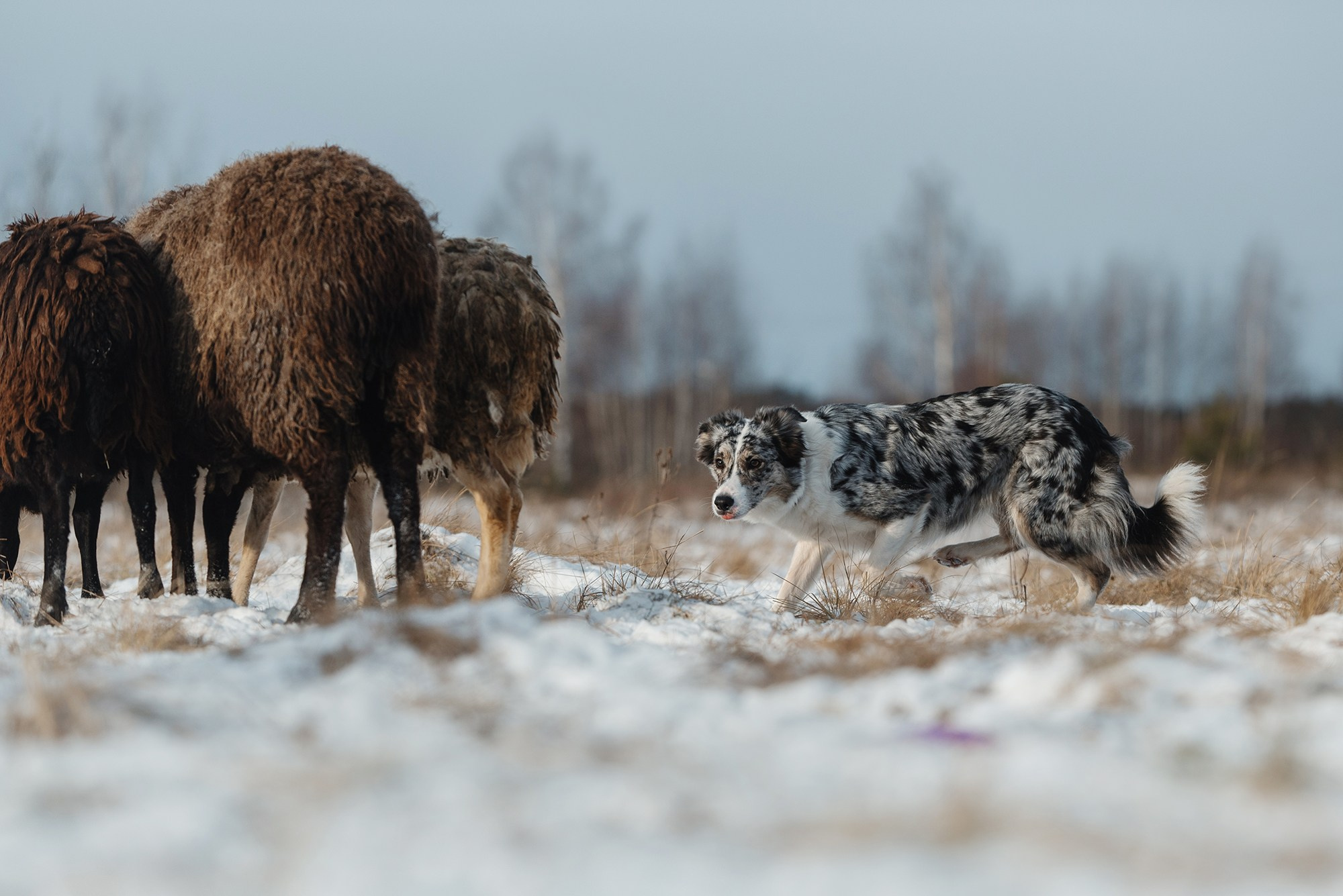 Пастьба. Фотограф Анна Тюрина