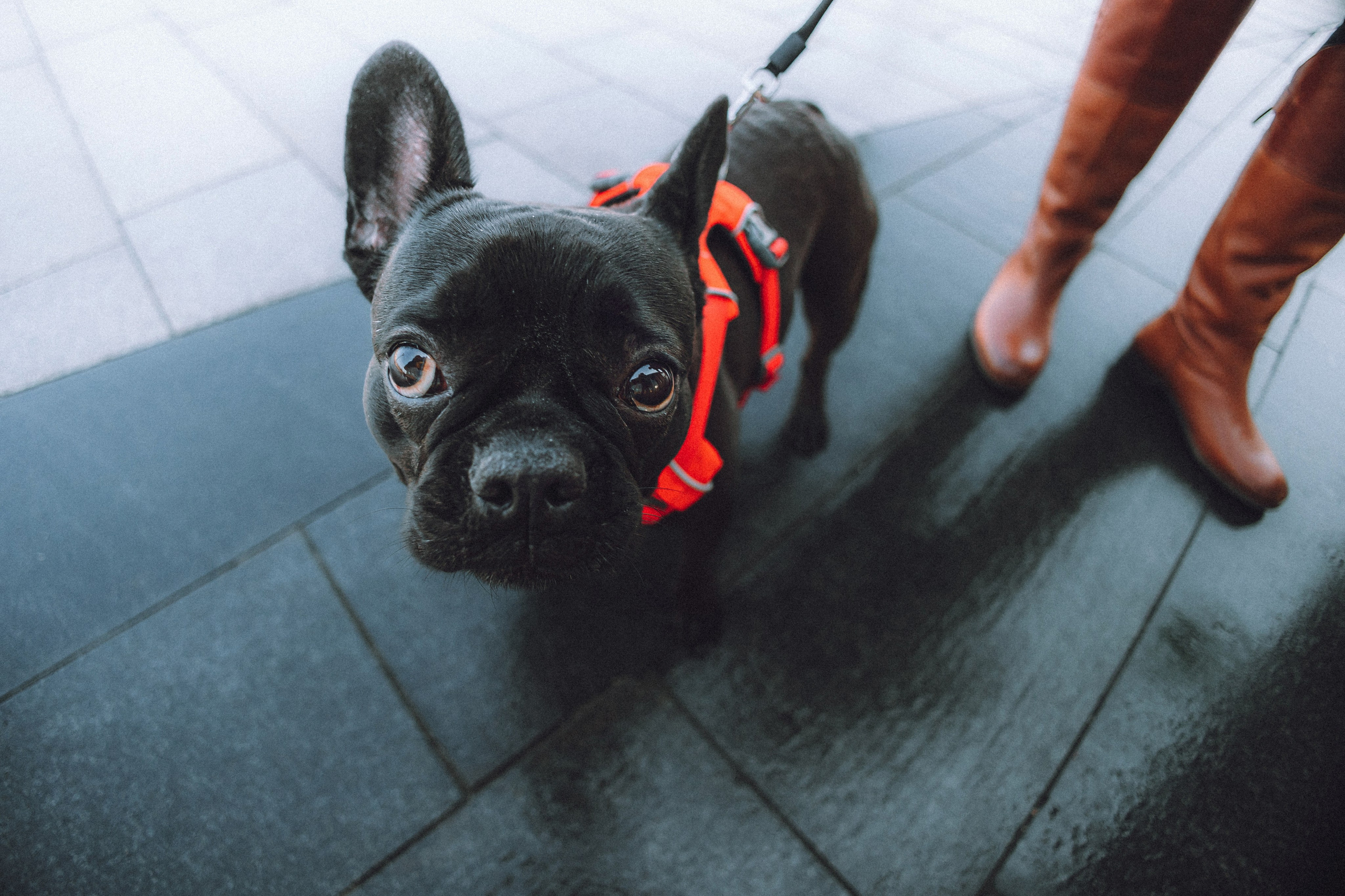 Саша, Дима и Шпуля