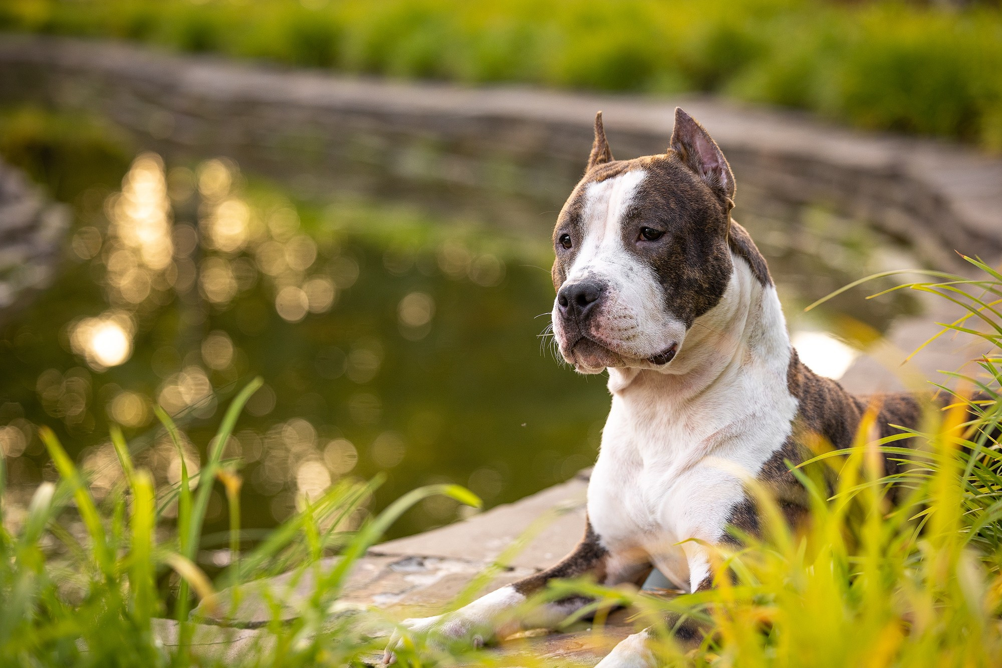 Амстафф Честер и его семья. Фотограф-анималист Natalia Deingel | Фотосъемка собак в Москве