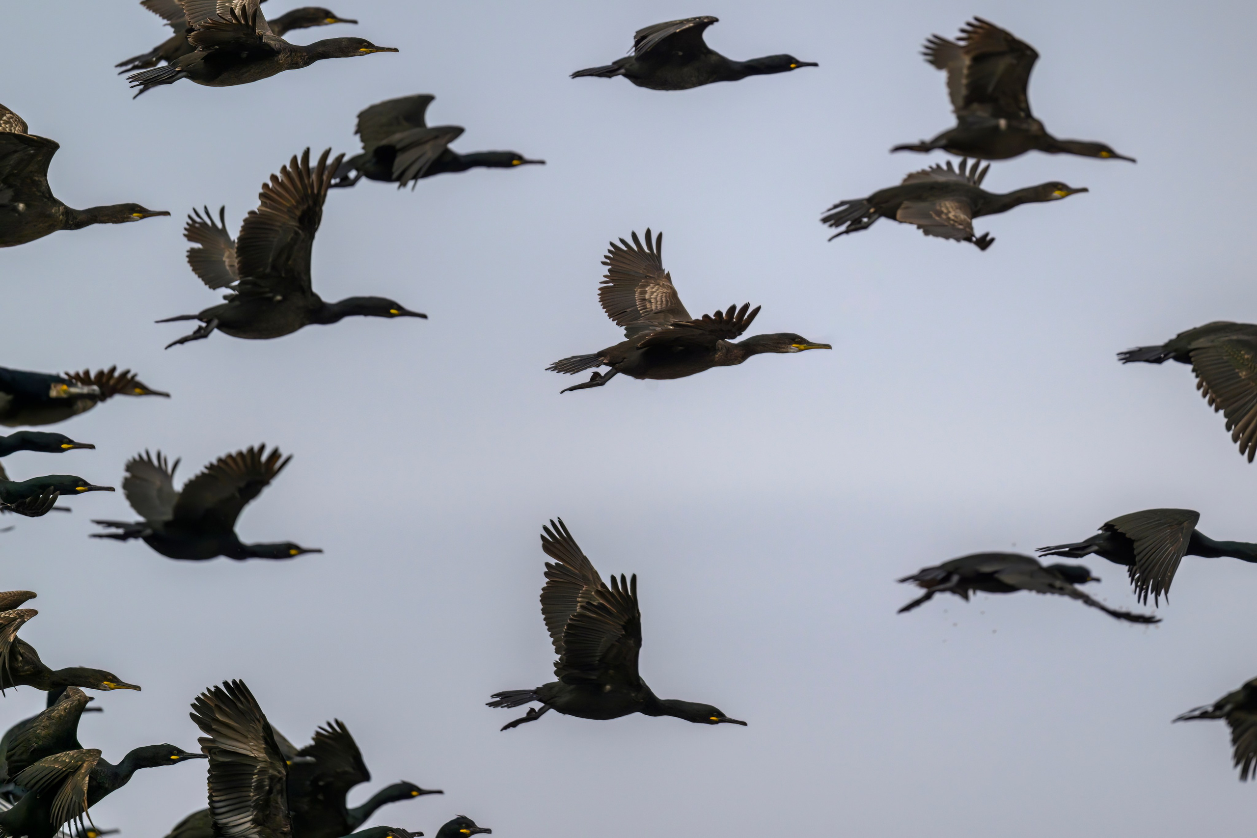 Мурманская область. Июнь 2024. Фотограф Сергей Пупонин