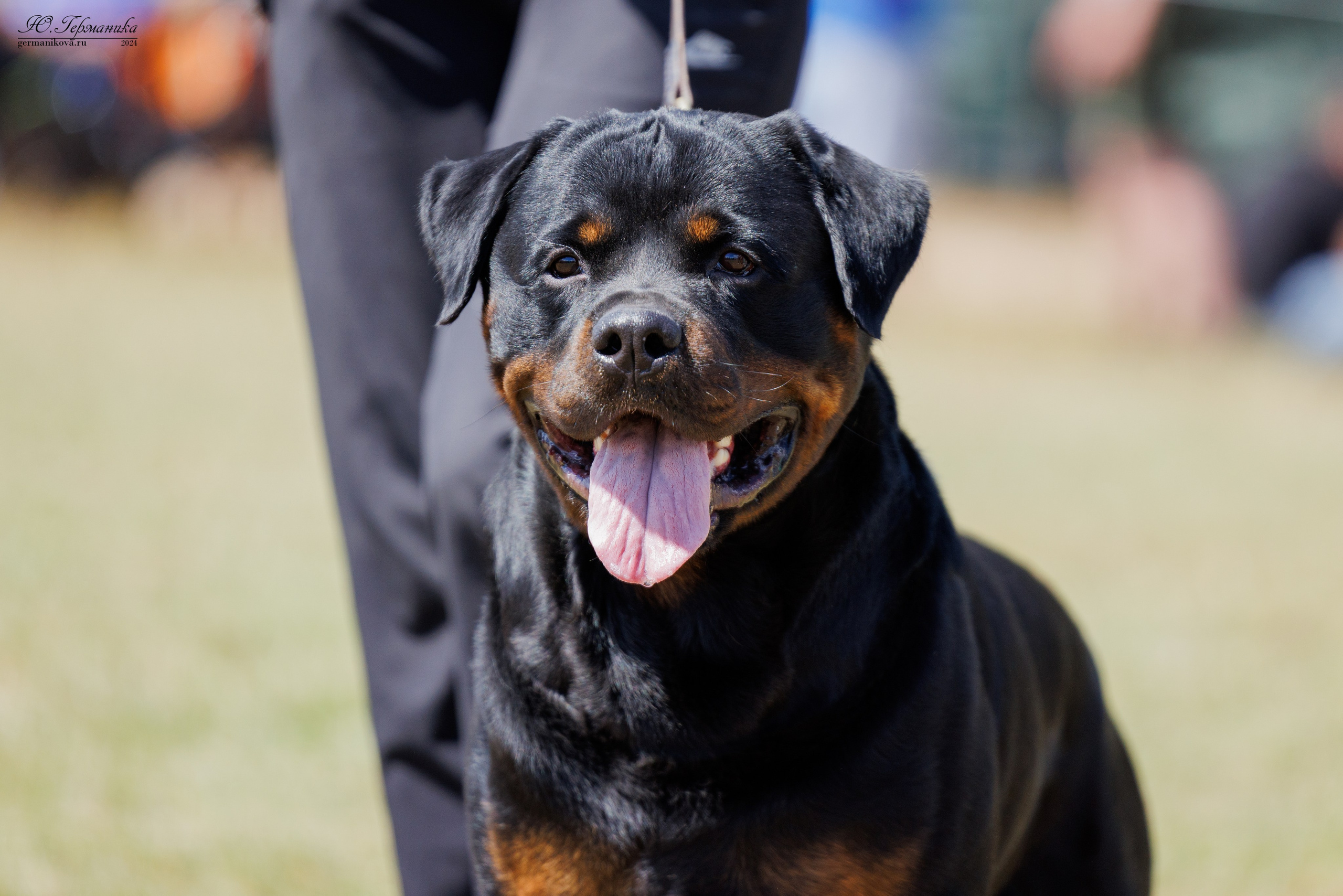 ПК и КЧК ротвейлеры Тверь 6-7.07.2024. Фотограф-анималист Юлия Германика