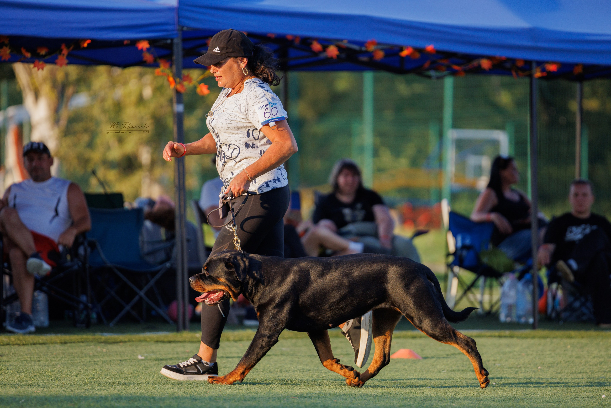 Анапа ротвейлеры 14-15.09.2024. Фотограф-анималист Юлия Германика