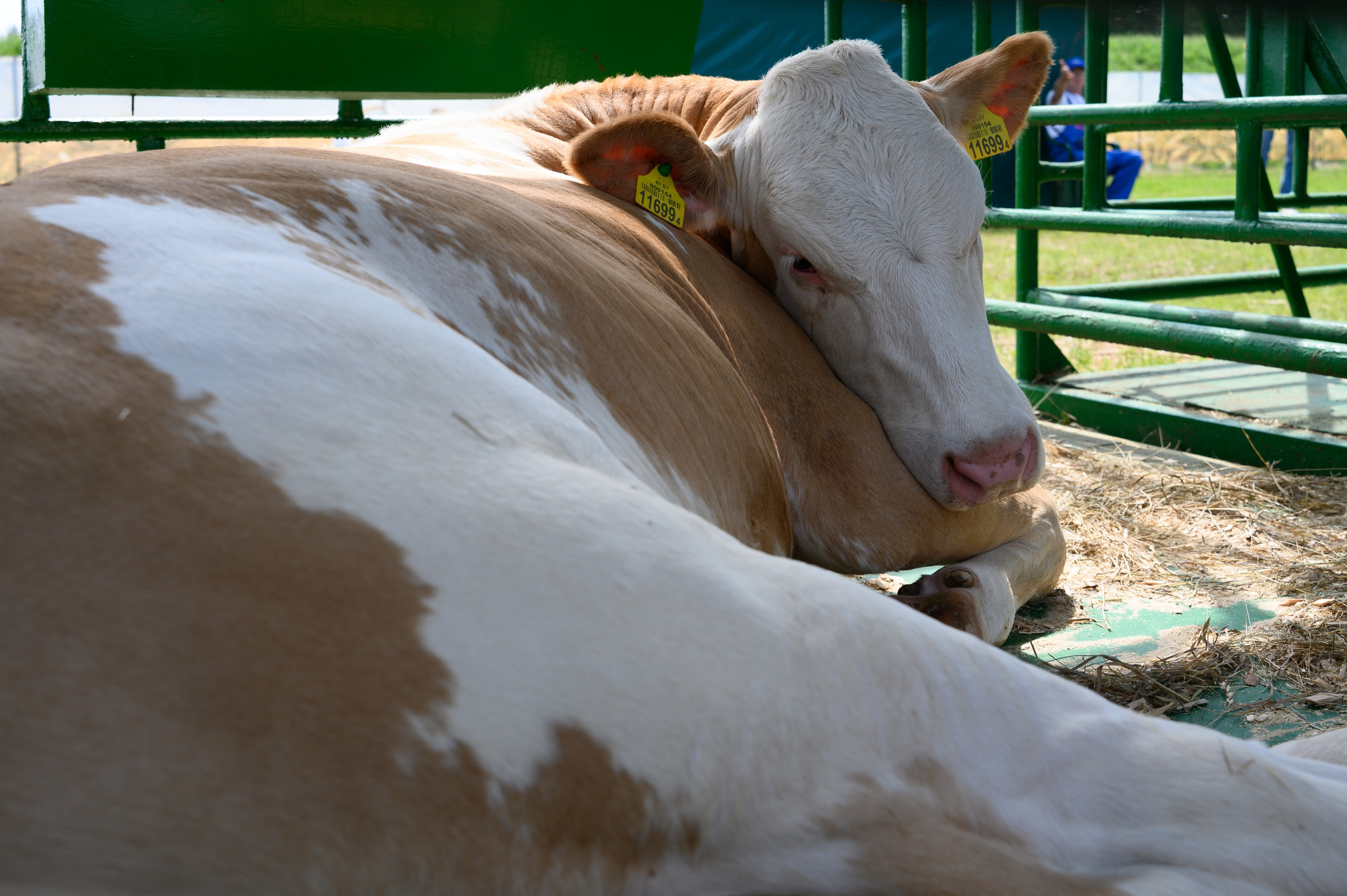 Агровыставка. Фотоуслуги, услуги фотографа, фотографирование важных событий