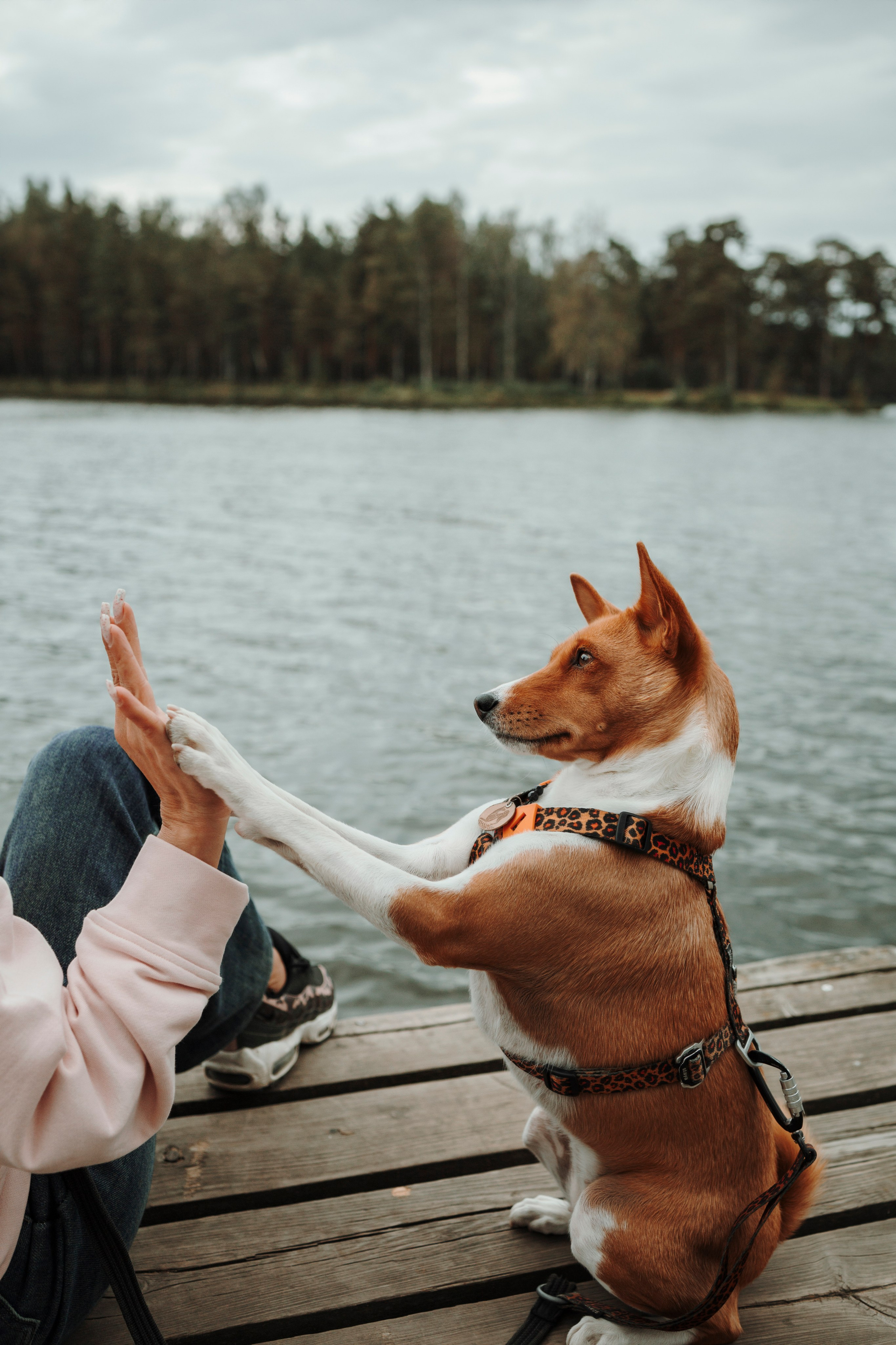 Даша и Лора. Фотограф-анималист в Санкт-Петеребурге Титова Алиса