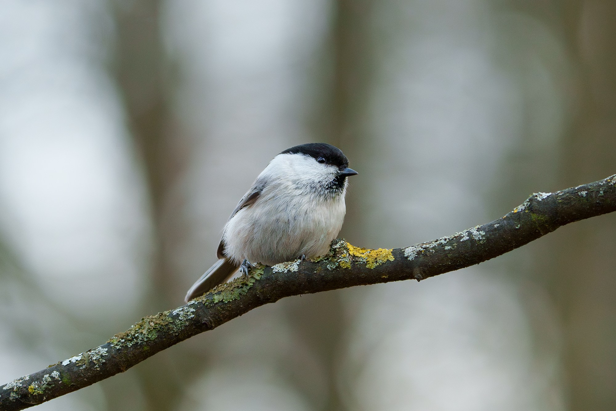 Удивительные мир птиц. Вокруг нас столько прекрасного — присмотритесь!. Ваш личный фотограф Марина Волкова