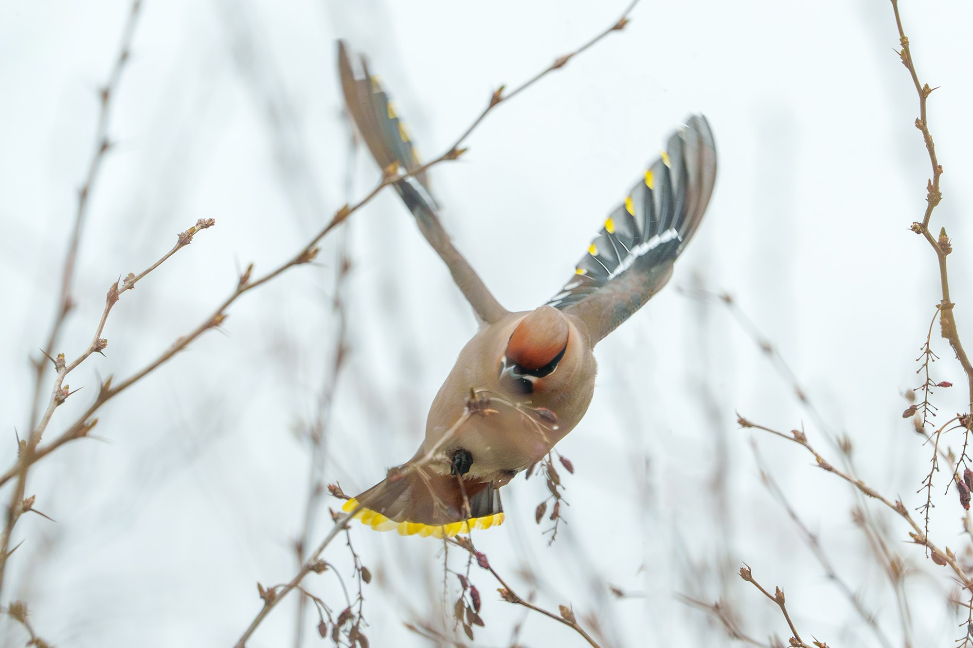 Удивительные мир птиц. Вокруг нас столько прекрасного — присмотритесь!. Ваш личный фотограф Марина Волкова