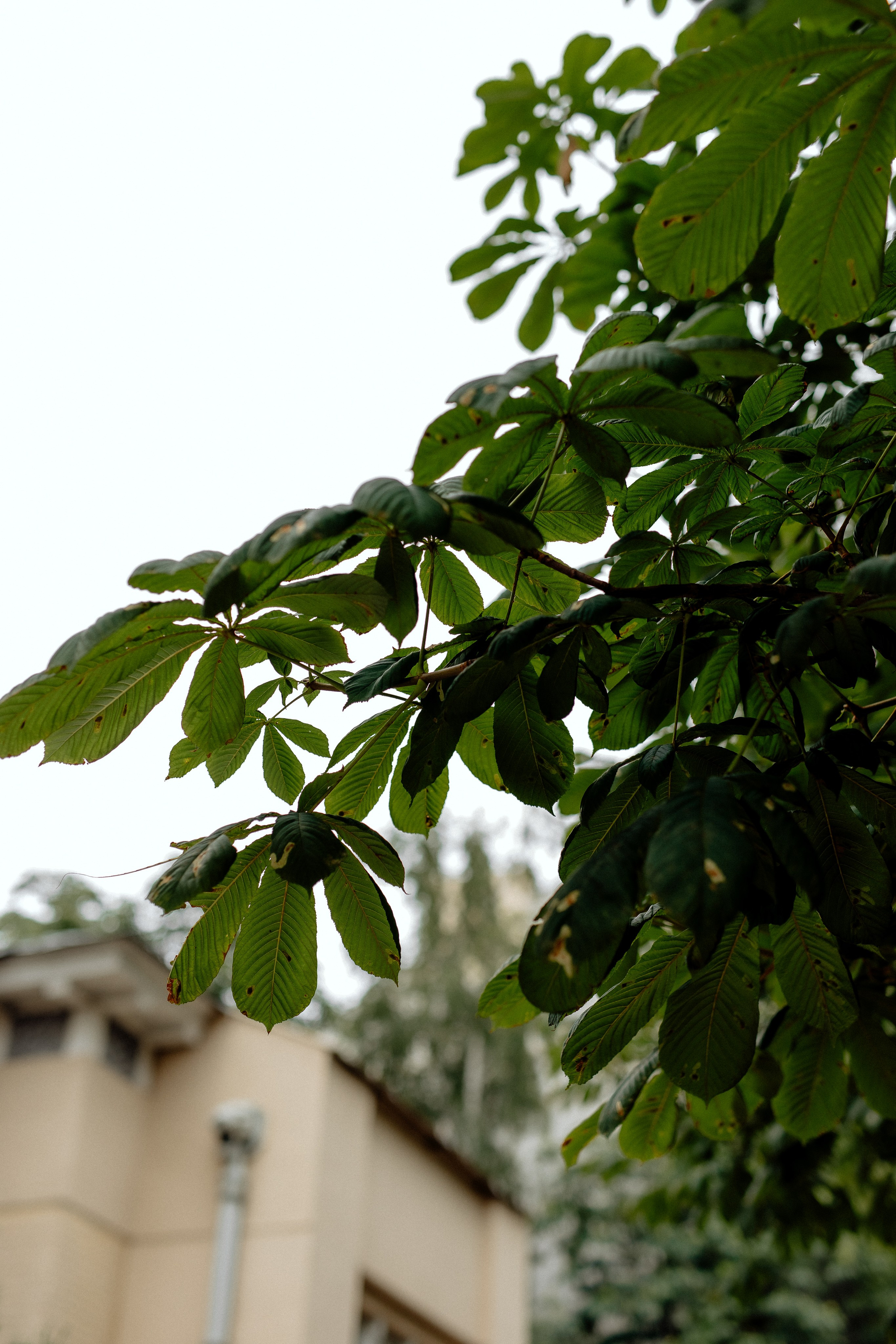 Александр и Лина. Свадебный фотограф в Саратове Симашова Ирина