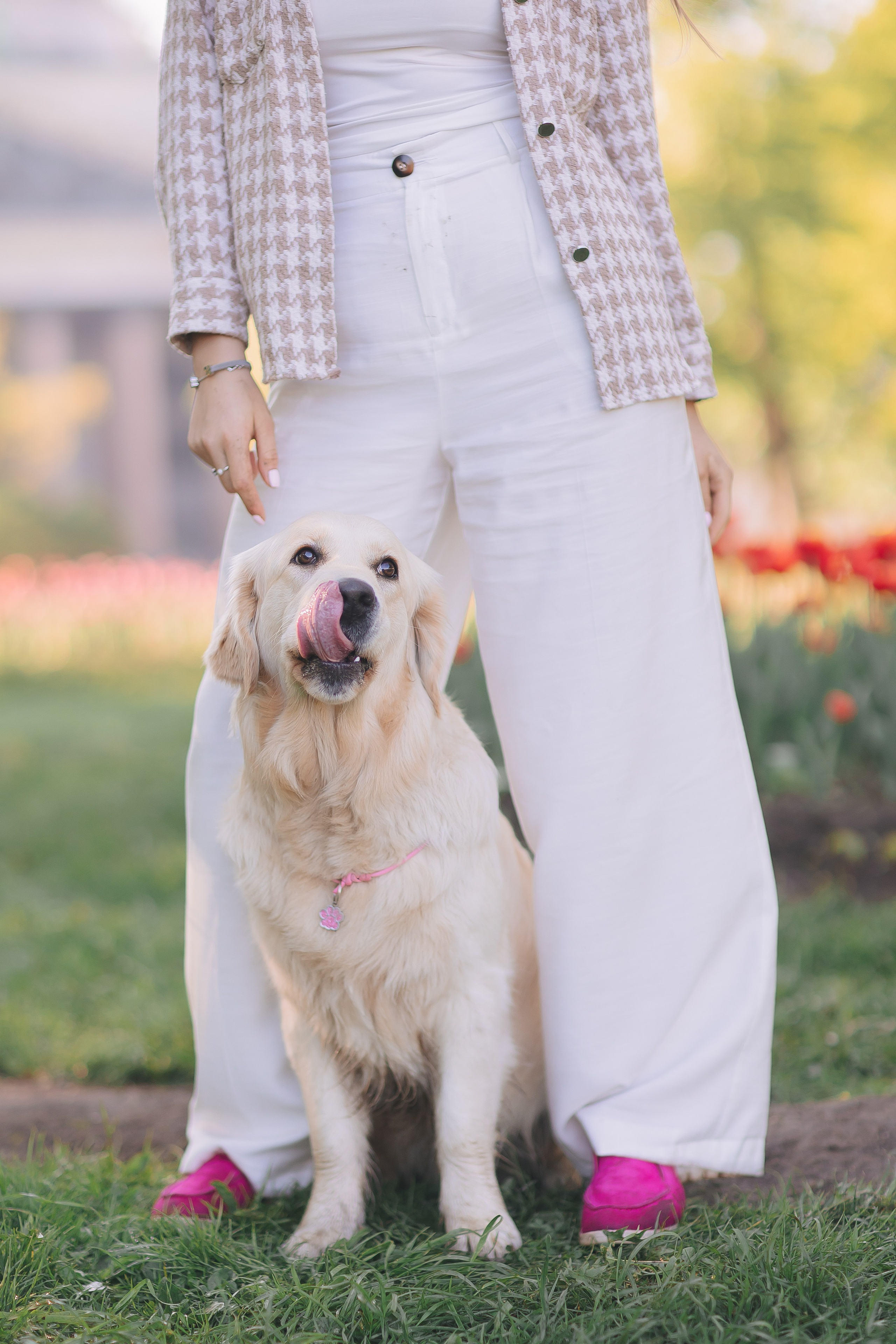 Золотистый ретривер Мона, Питер. Свадебный и женский фотограф