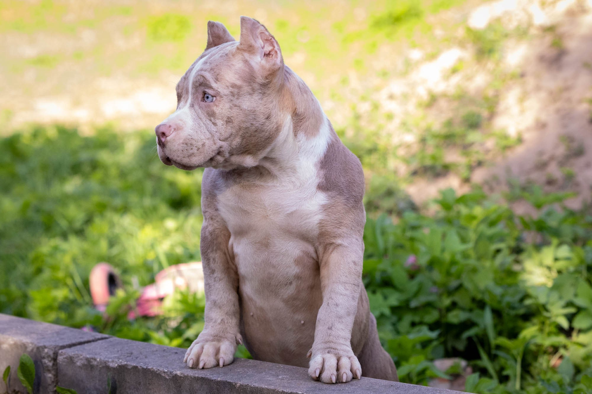 Щенки Тэя. Виктория Михайловская. Фотограф-анималист. Москва