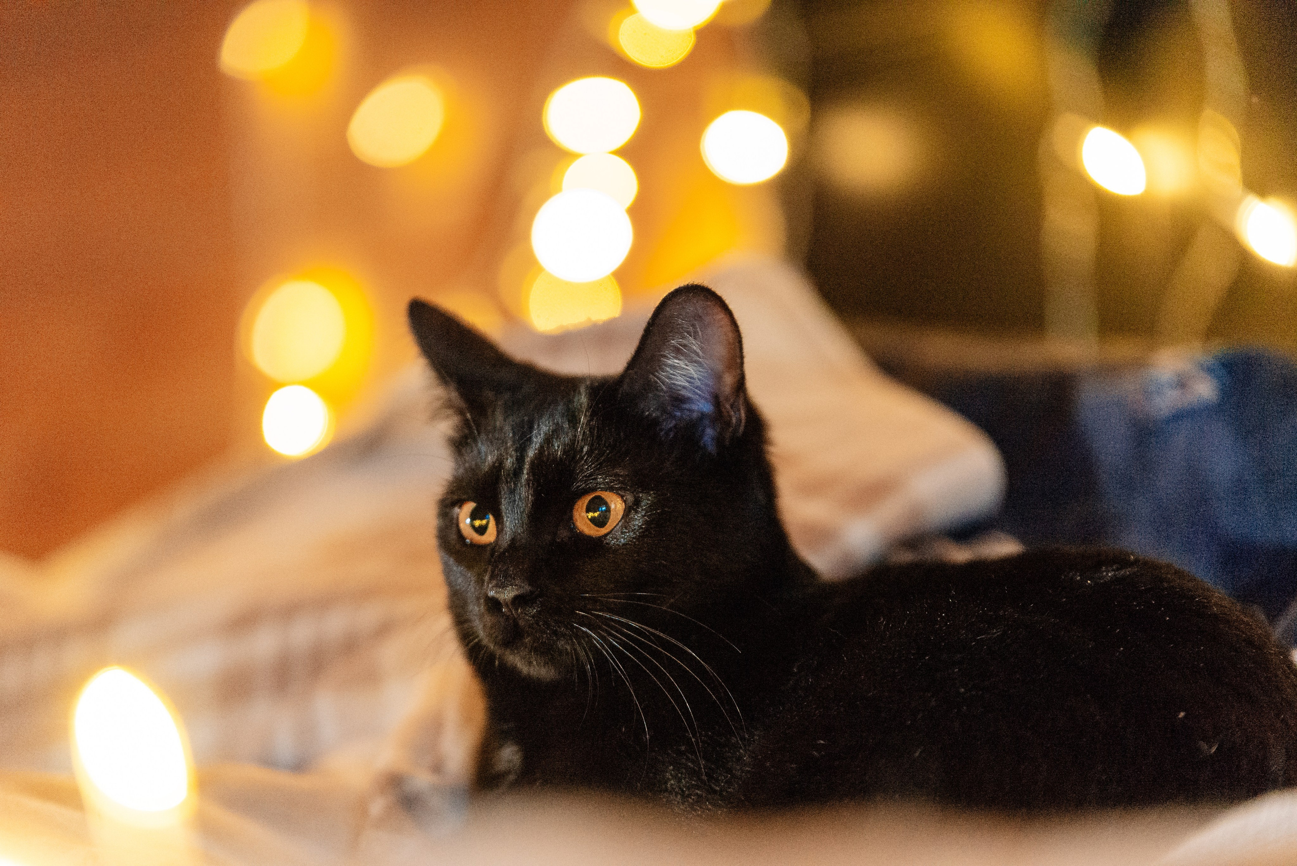 Светлана, Альфа и кошки ✨. Фотограф-анималист Анастасия Парфенова|Екатеринбург