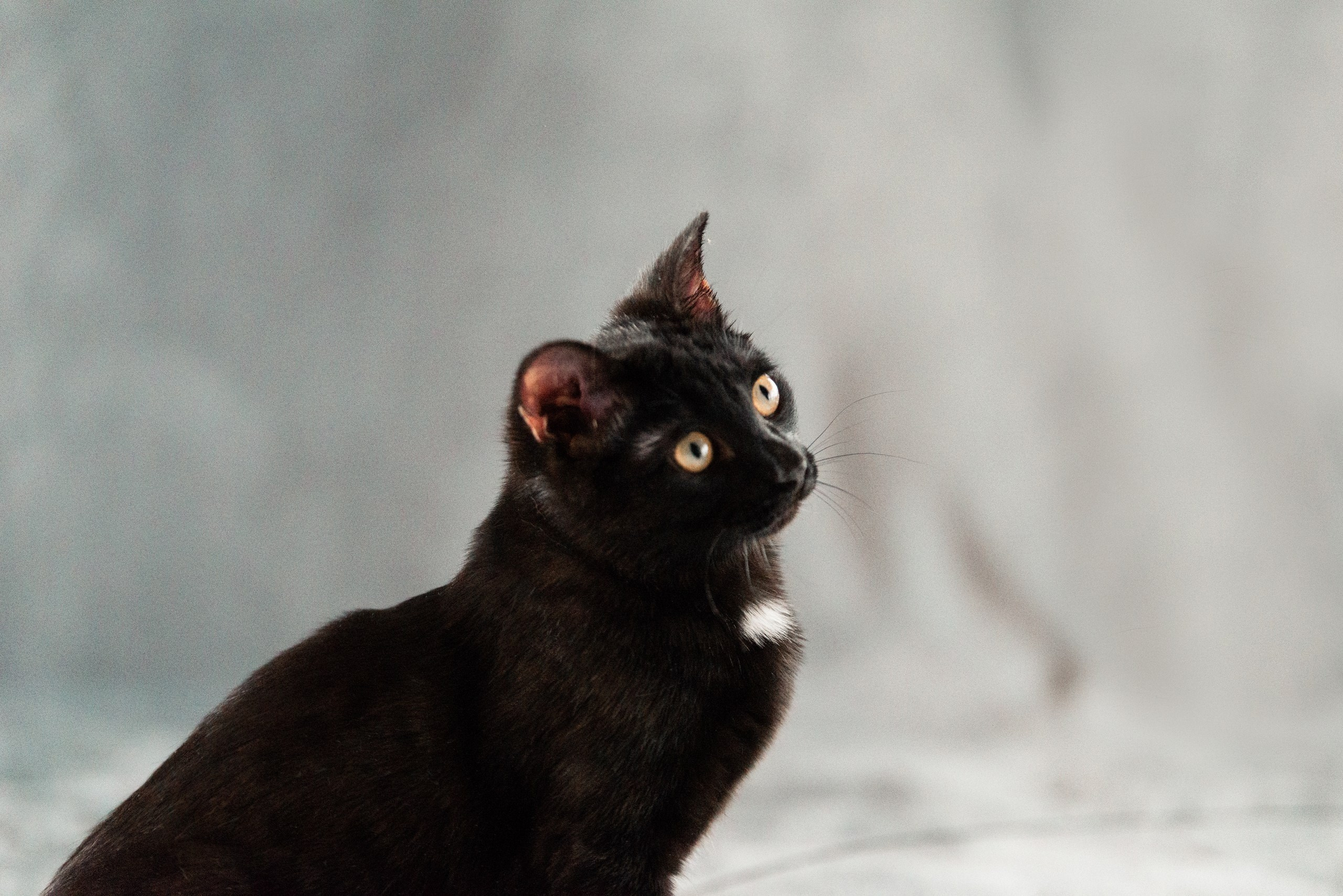 Питомец в кадре. Фотограф-анималист Анастасия Парфенова|Екатеринбург